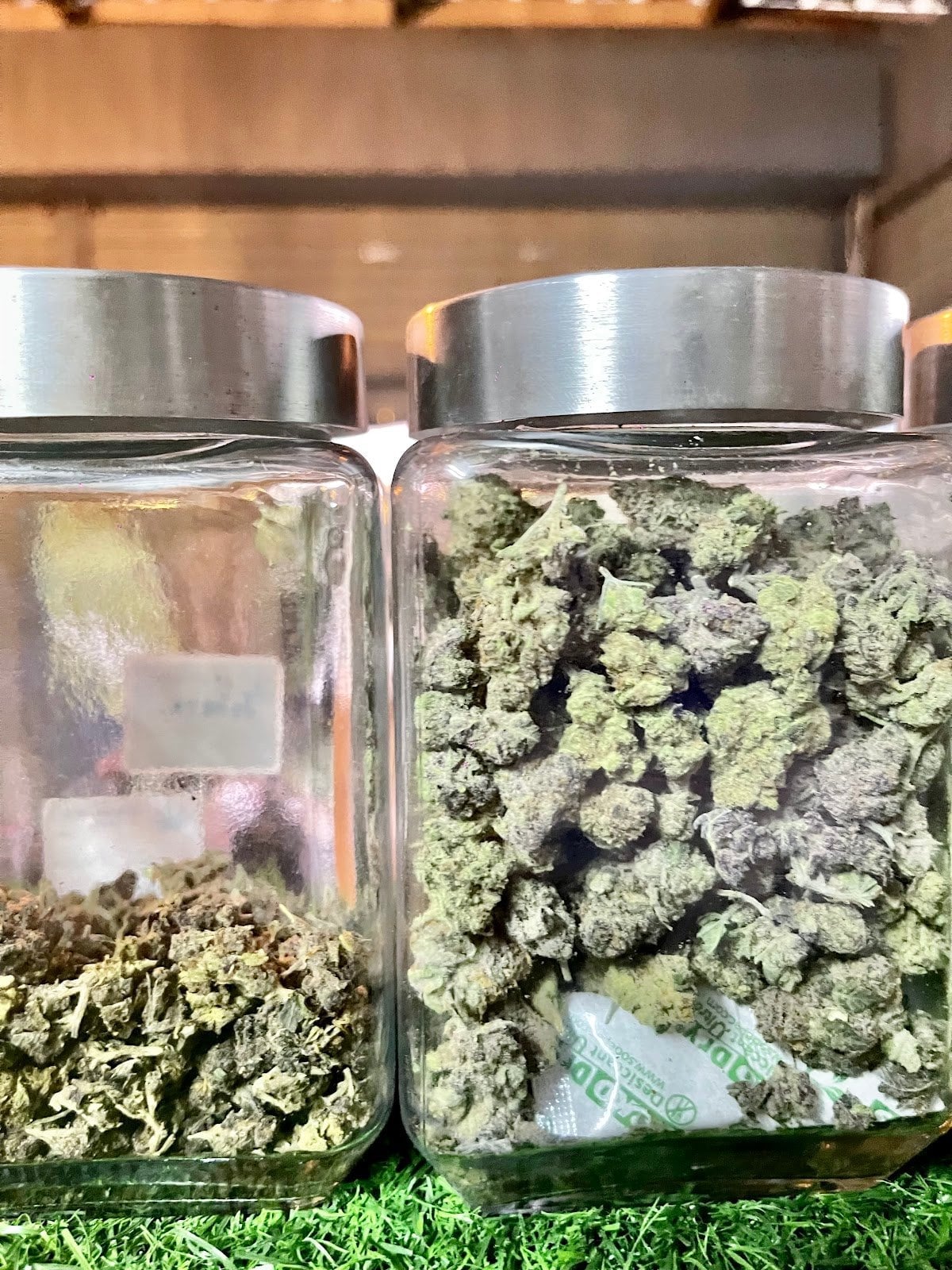 NT Cannabiz
