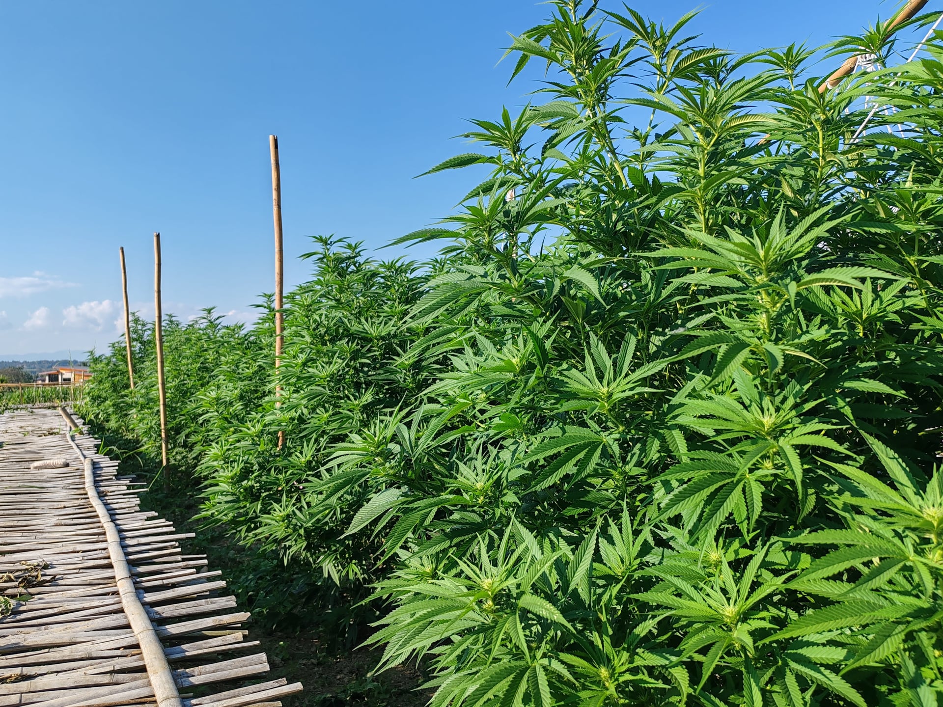 BongKok Cannabis Farm And