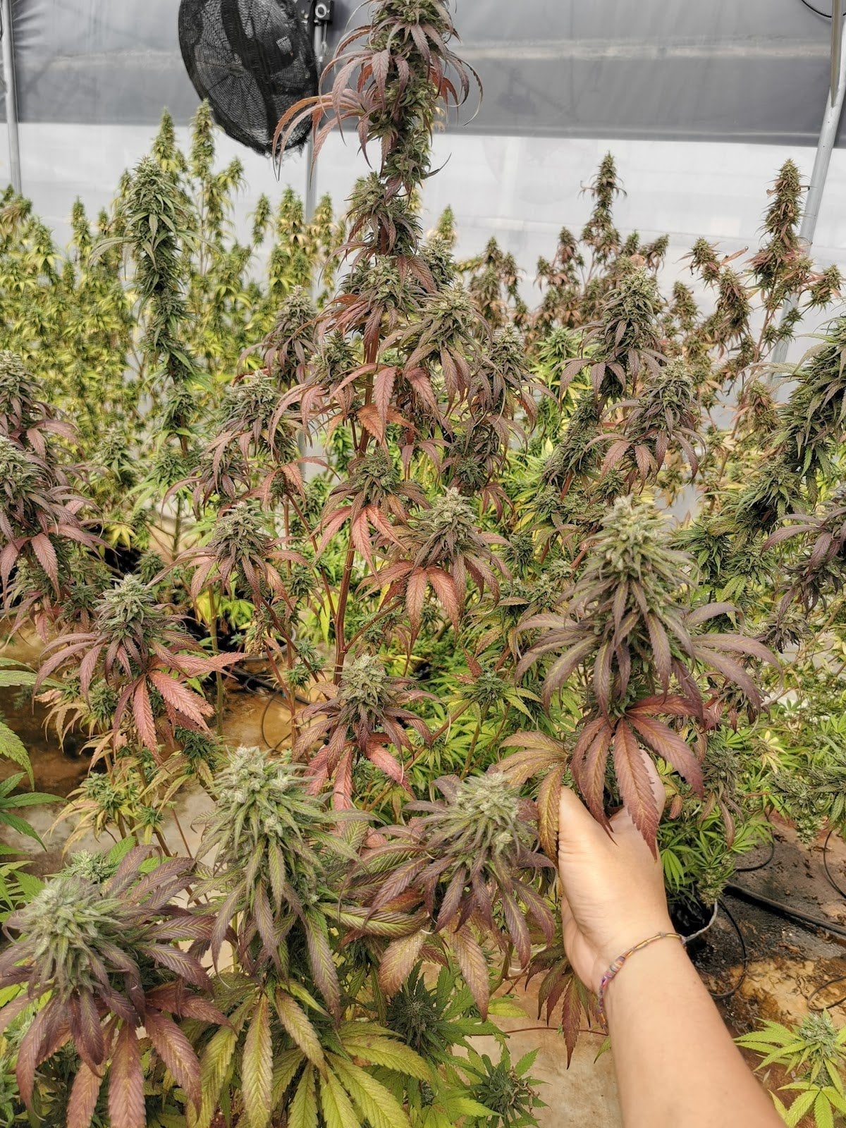 Cannabis Farm )