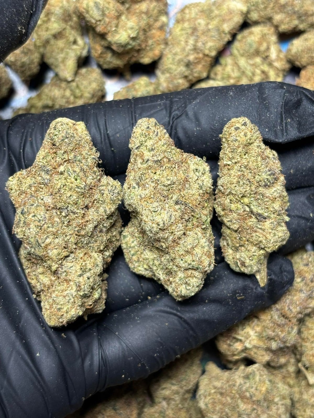 Cannabest Weed Shop Hatyai