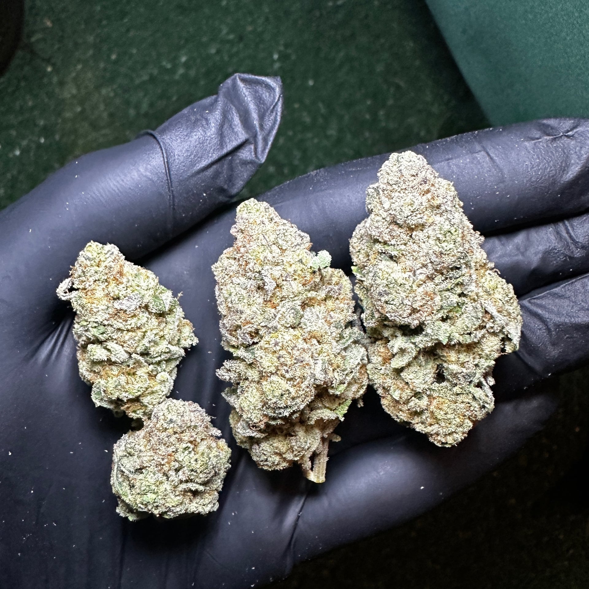 Iq Tr Cannabis Sativa L