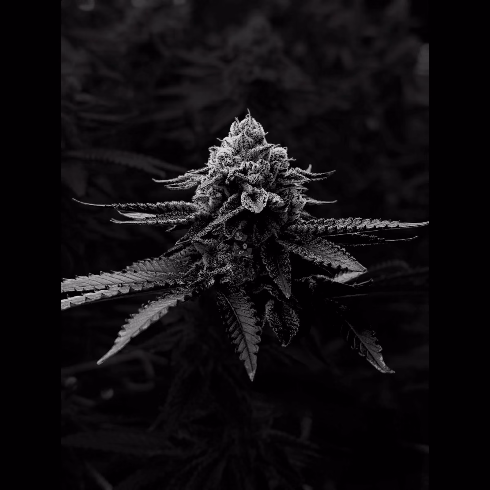 Cannabis Social Club Sloth Grower logo