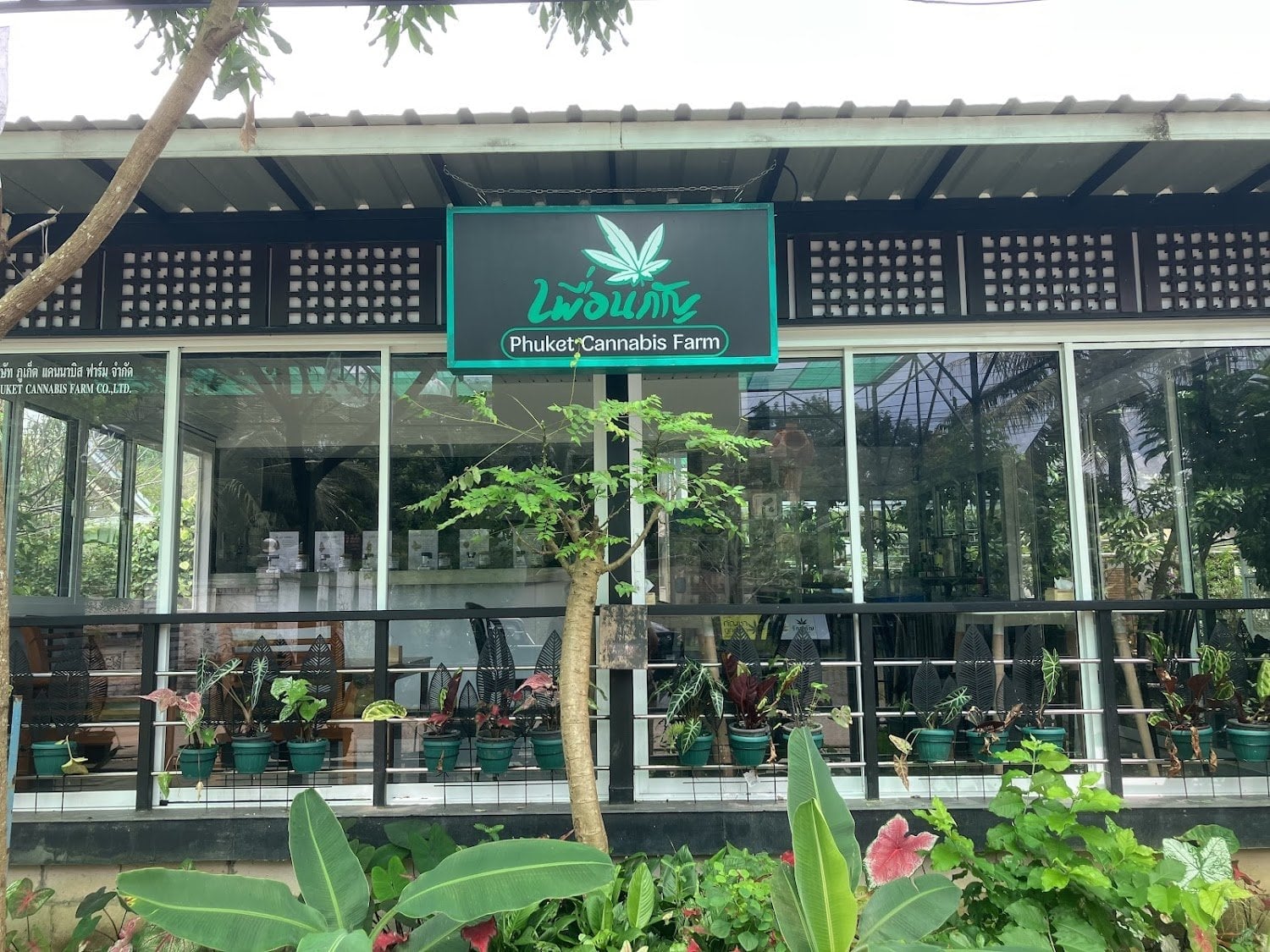 Puen Kan Phuket Cannabis