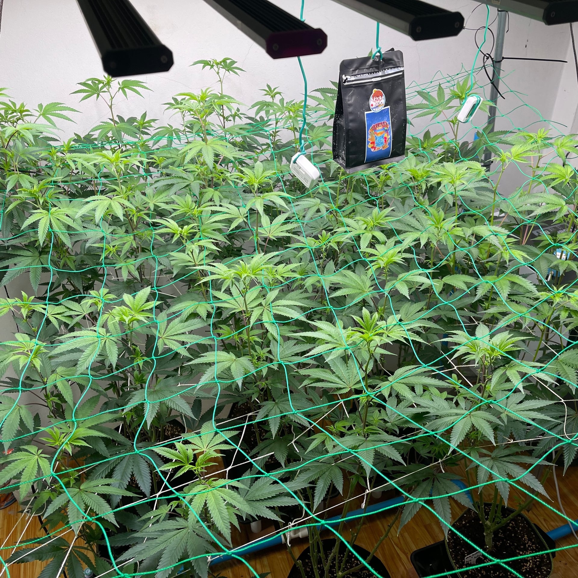 BKG Cannabis