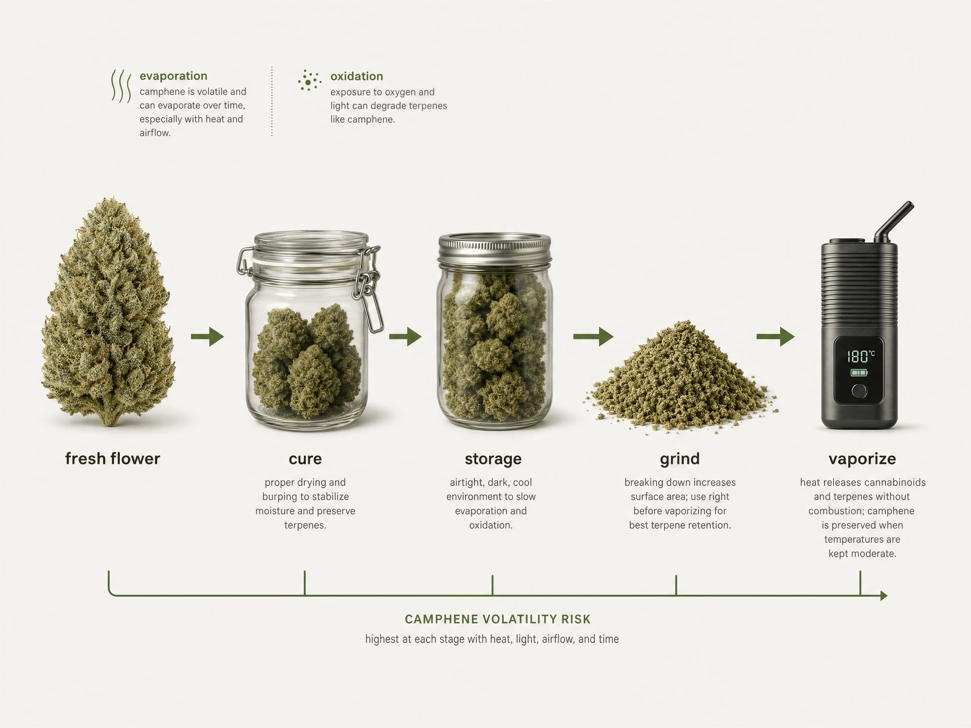 カンフェンテルペンとcannabis：香りとエビデンスのギャップ