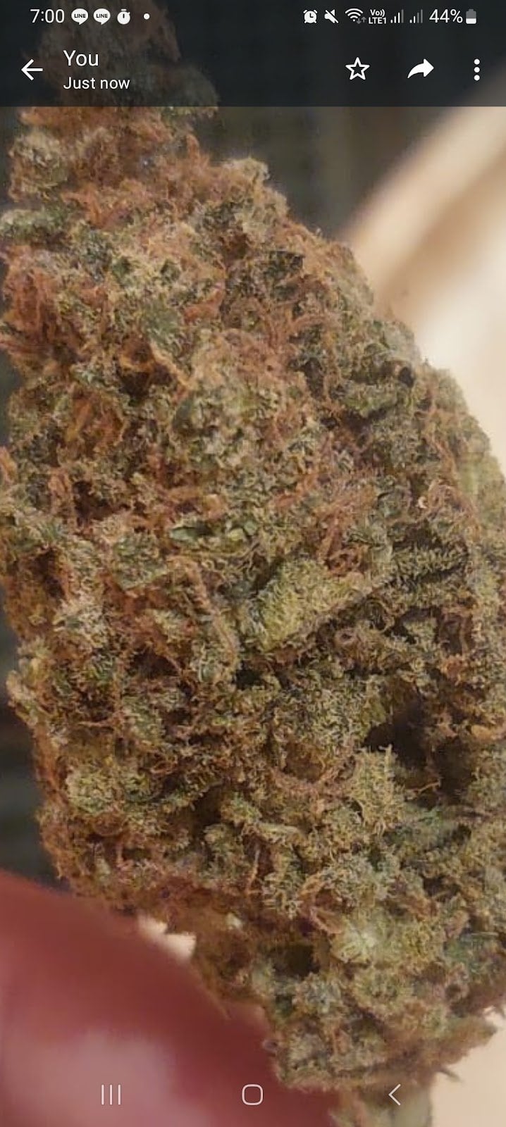 Happy Cannabis Delivery - Weed Coffeeshop