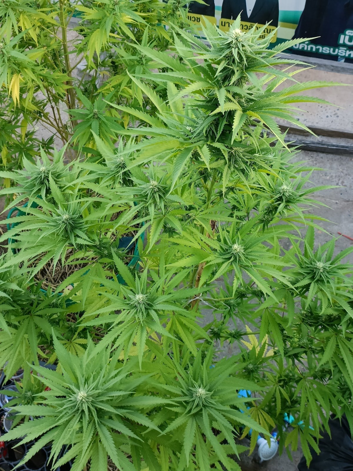 High Smoke OG