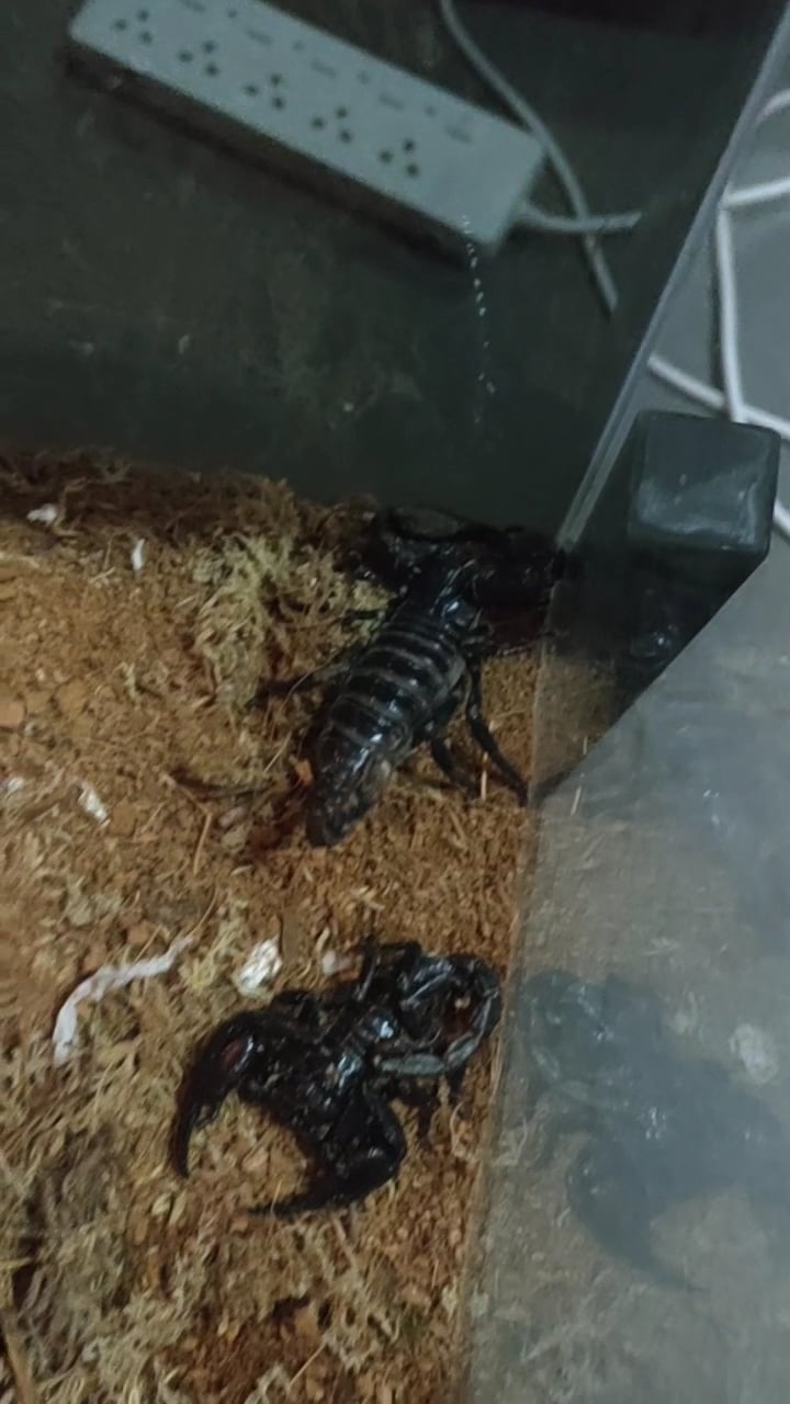 Scorpion Bar