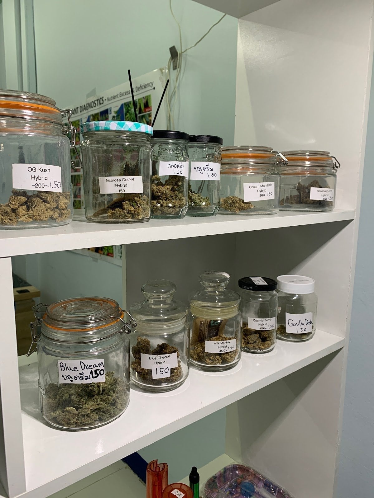 Warp Cannabis Marijuana