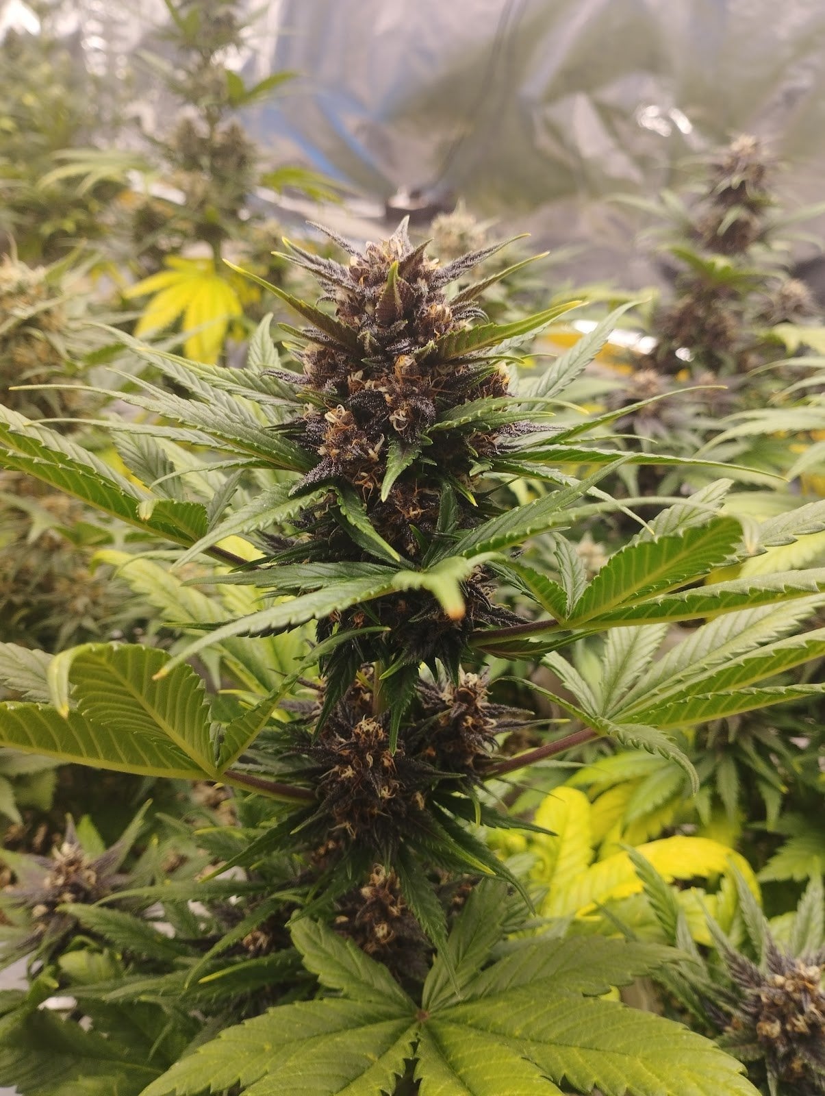 Triple Cannabis Farm & Coffeshop