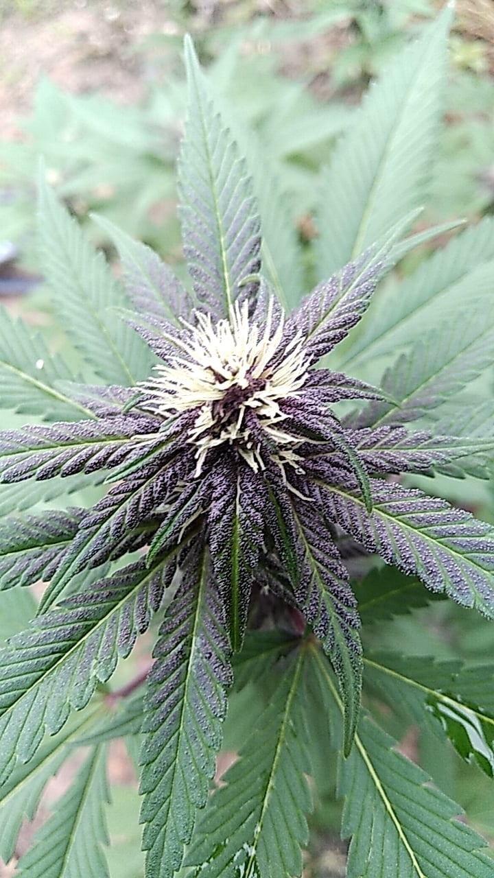 Suwan Fram Cannabis