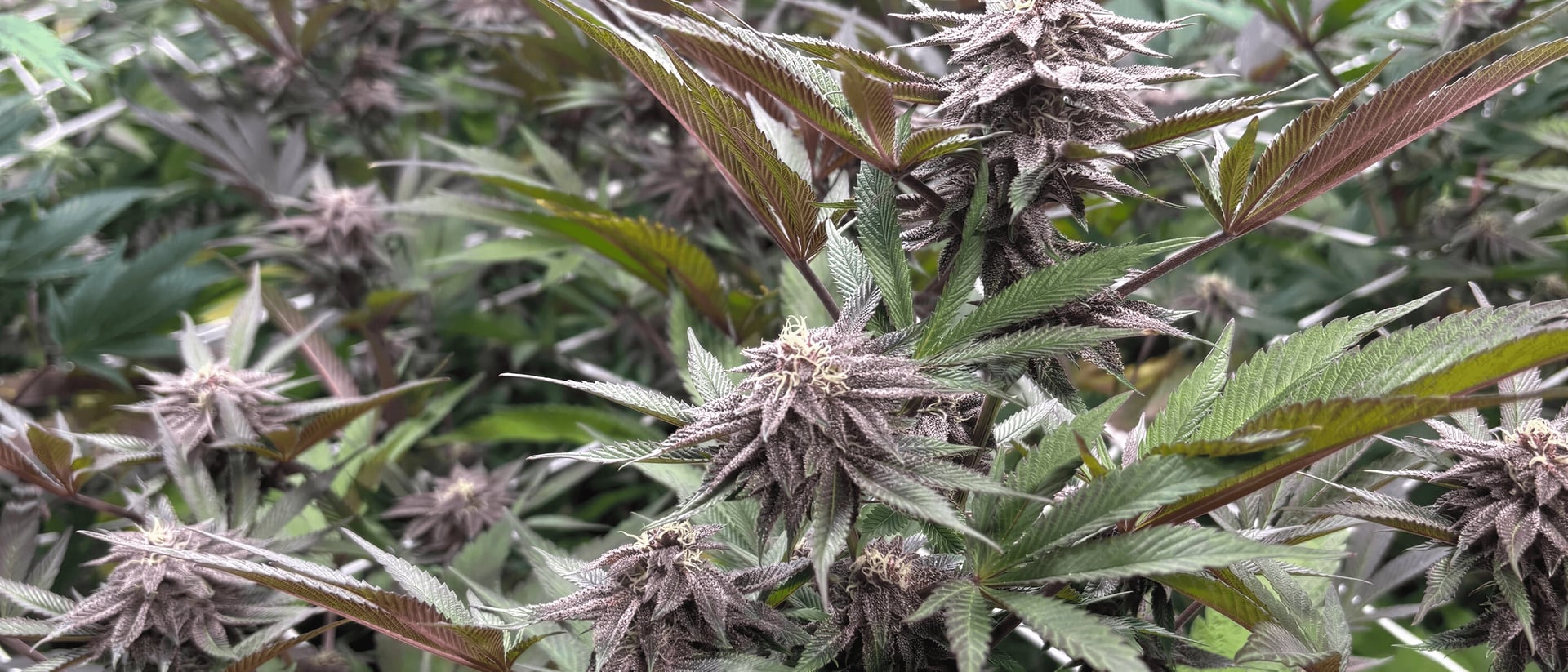 Grow Brothers hero