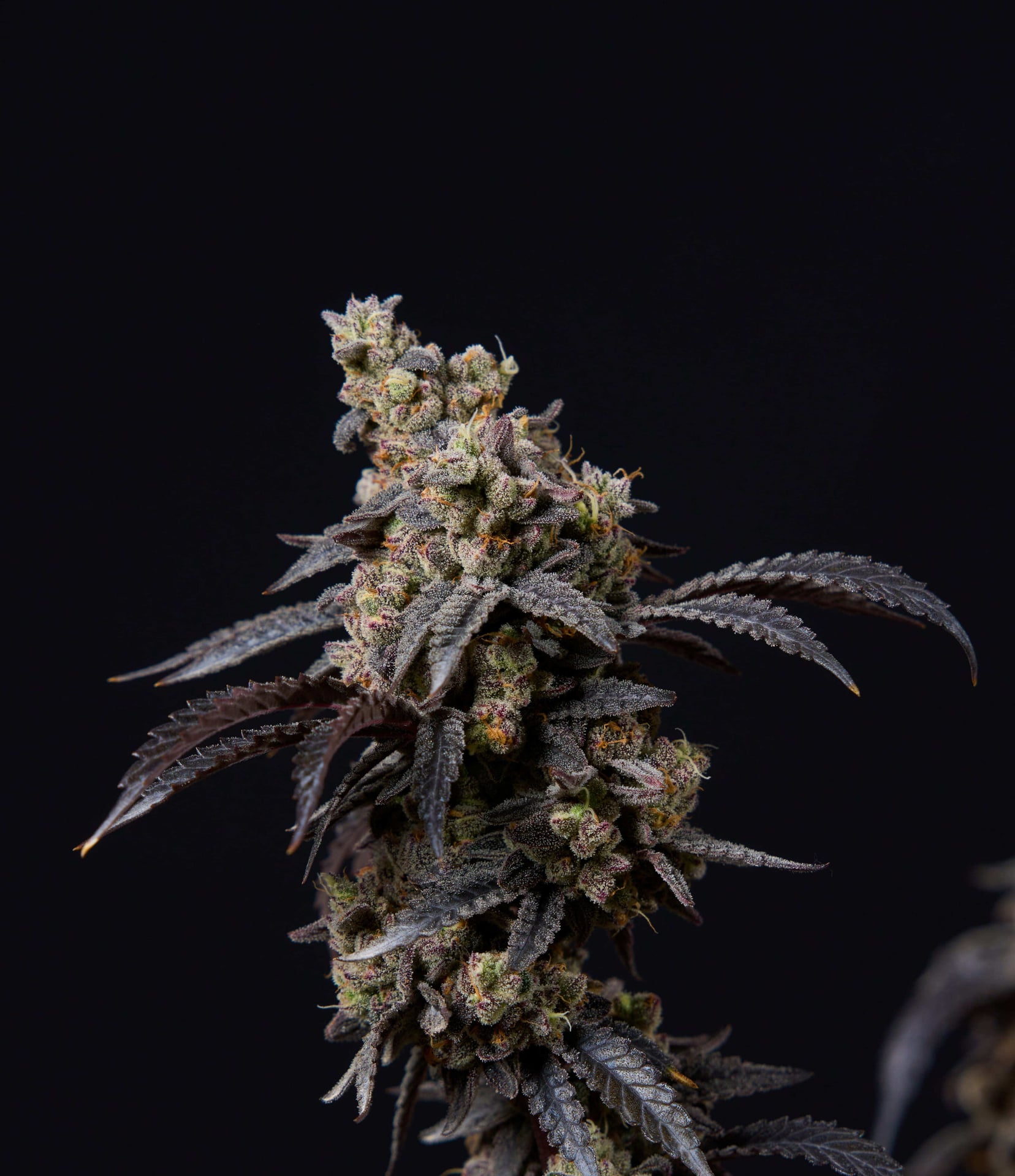 The God Flower