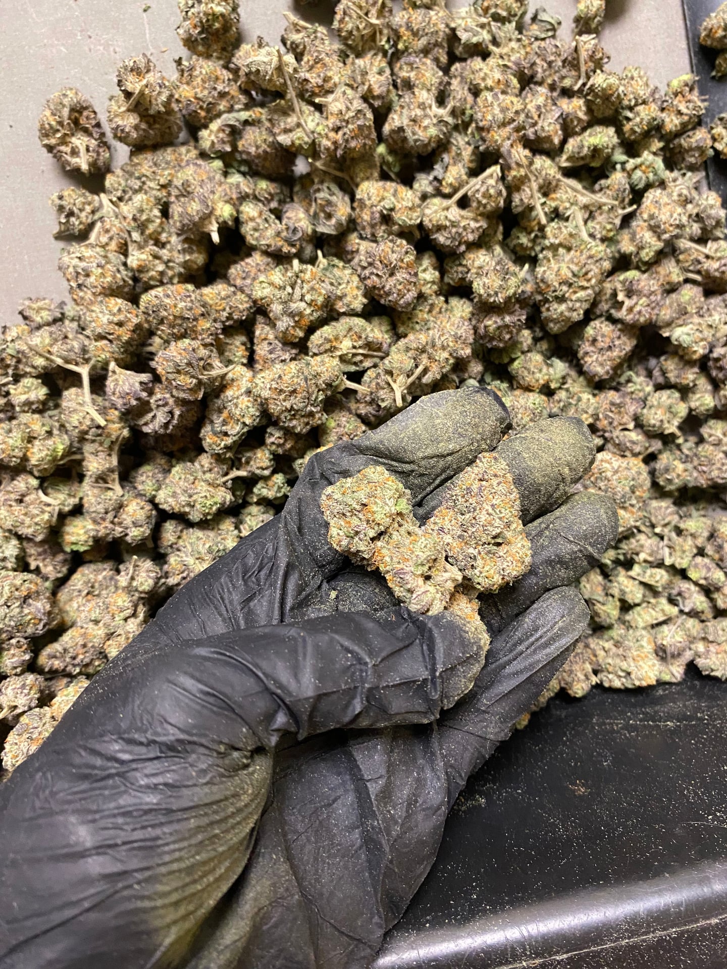 Nori Cannabis Way