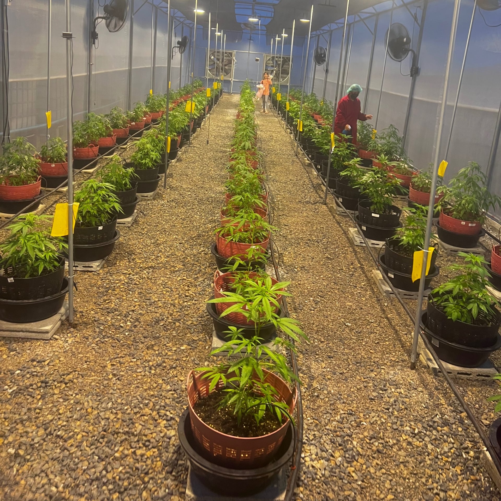 Global Partner Cannabis Farm