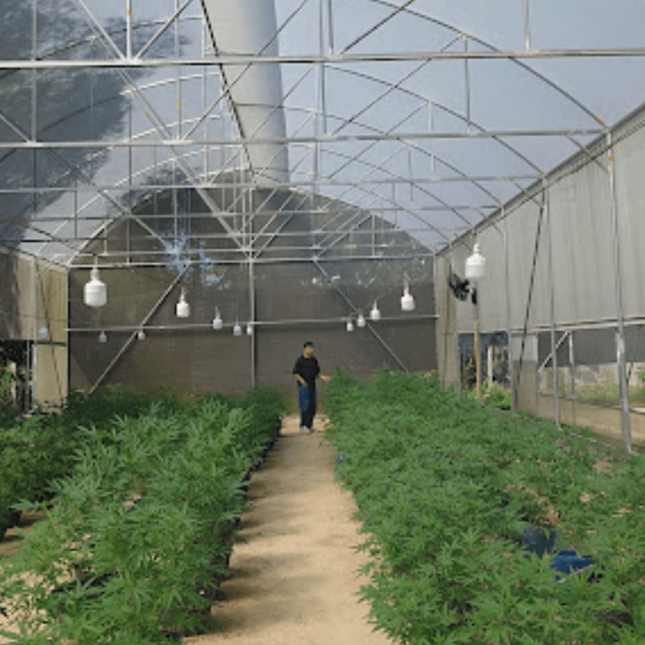Lollipop Cannabis Farm