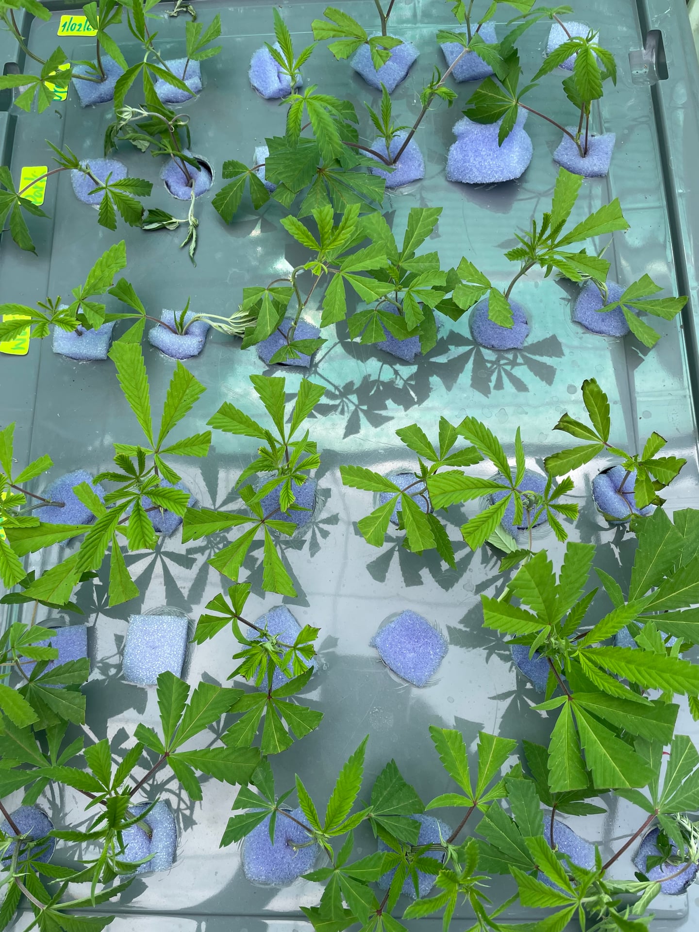 Konguneng.undergrow420
