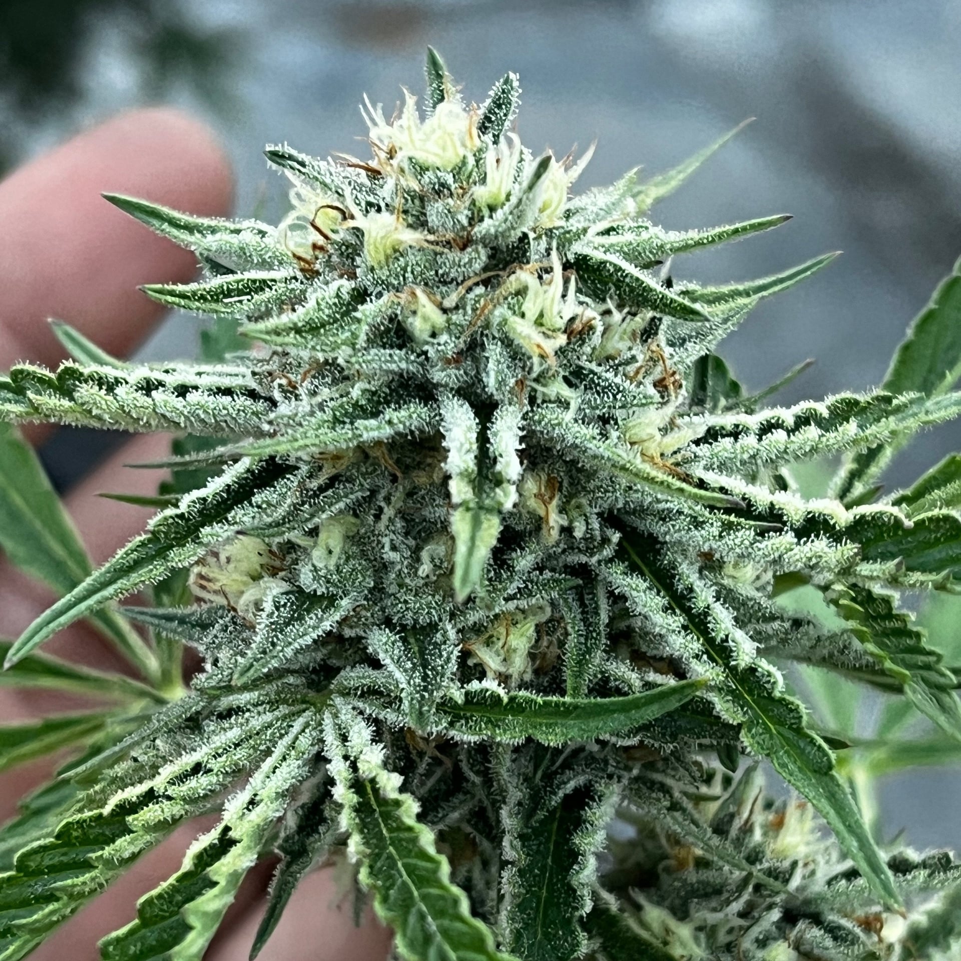 Chill Weed Me