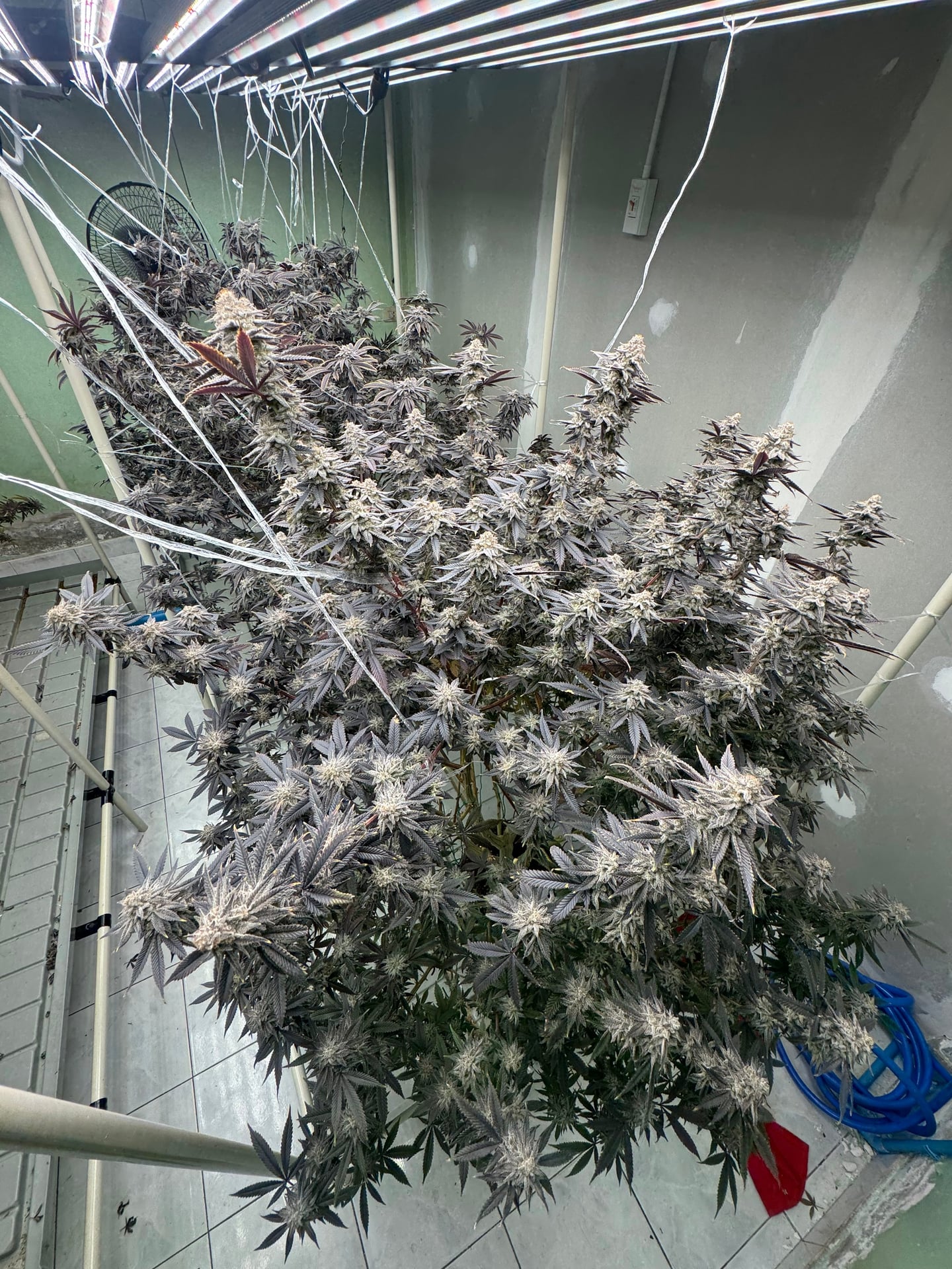Cannabis Haze
