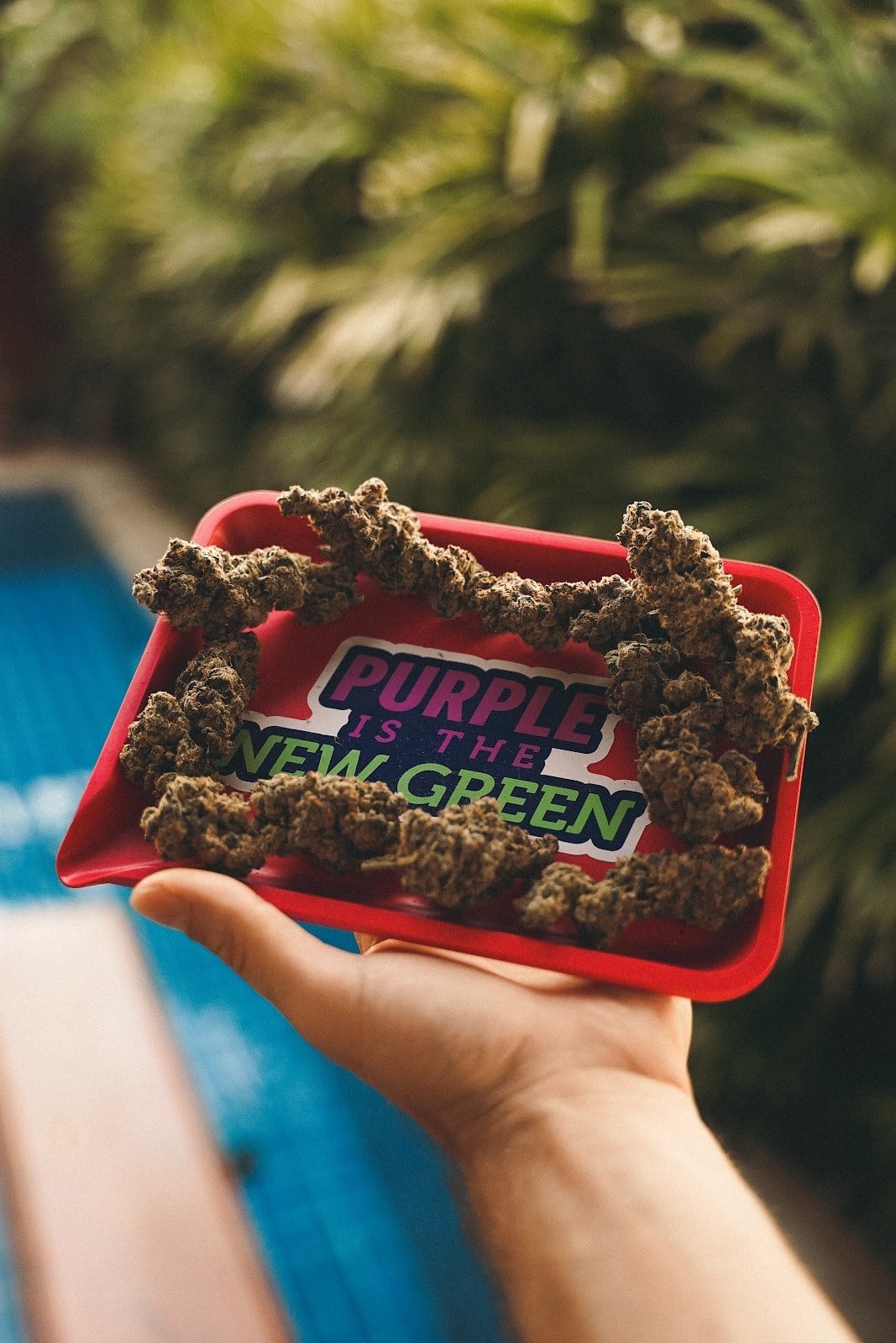 Purple Light & Weed Shop & Jomtien Weed