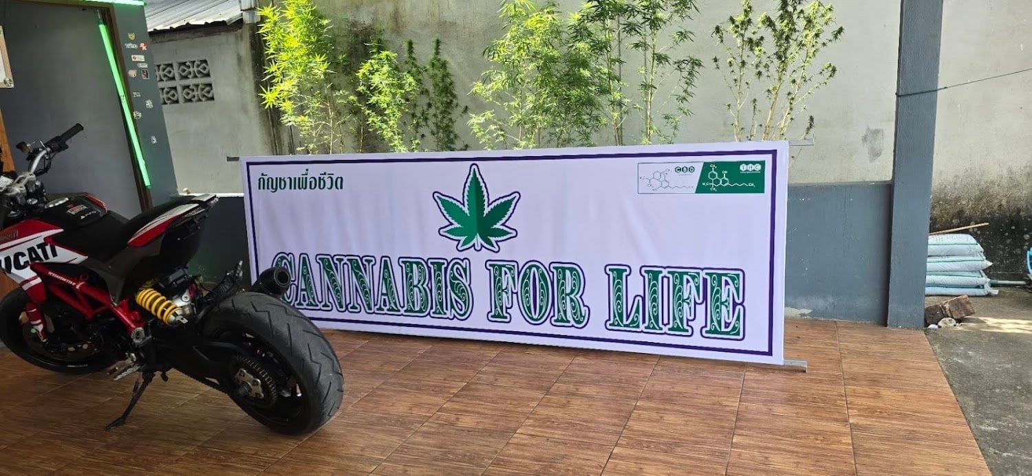 Klongthom Cannabis