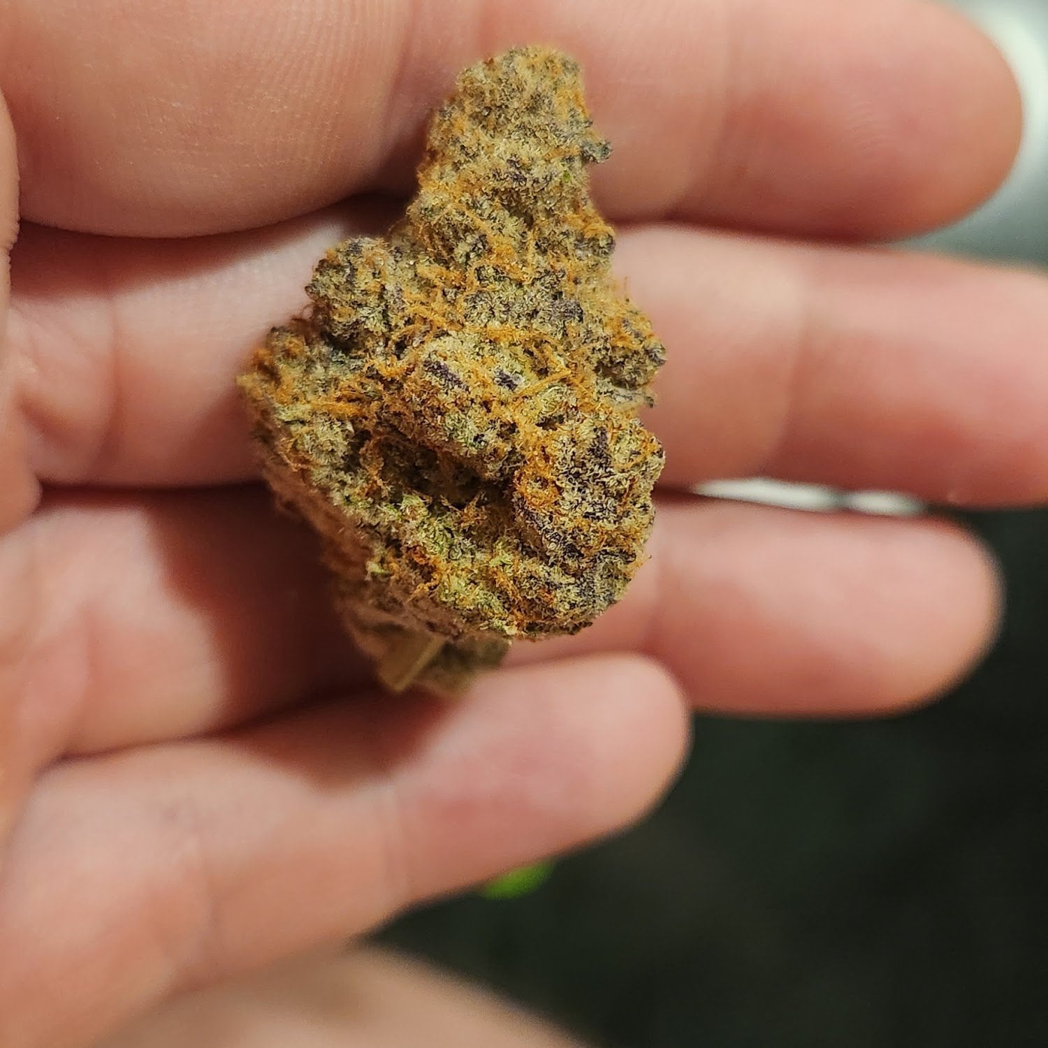 Herbalist - Weed Shop & Cannabis Lounge