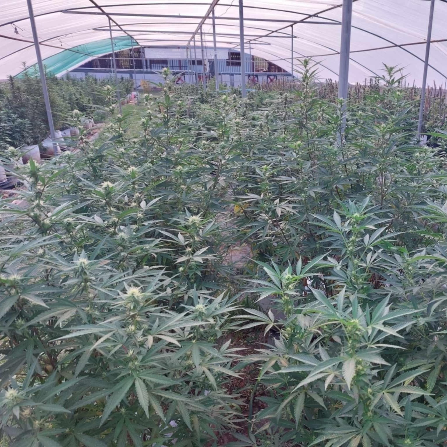 Stoned Kitty Bud Shop Non Sang