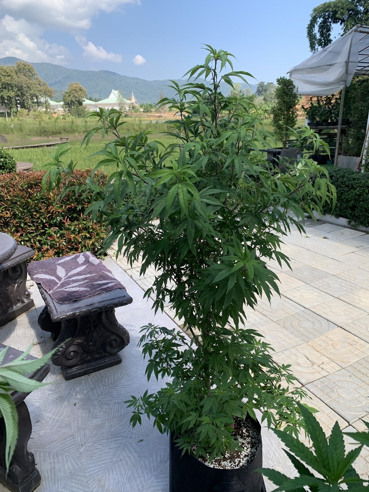 Good Weed