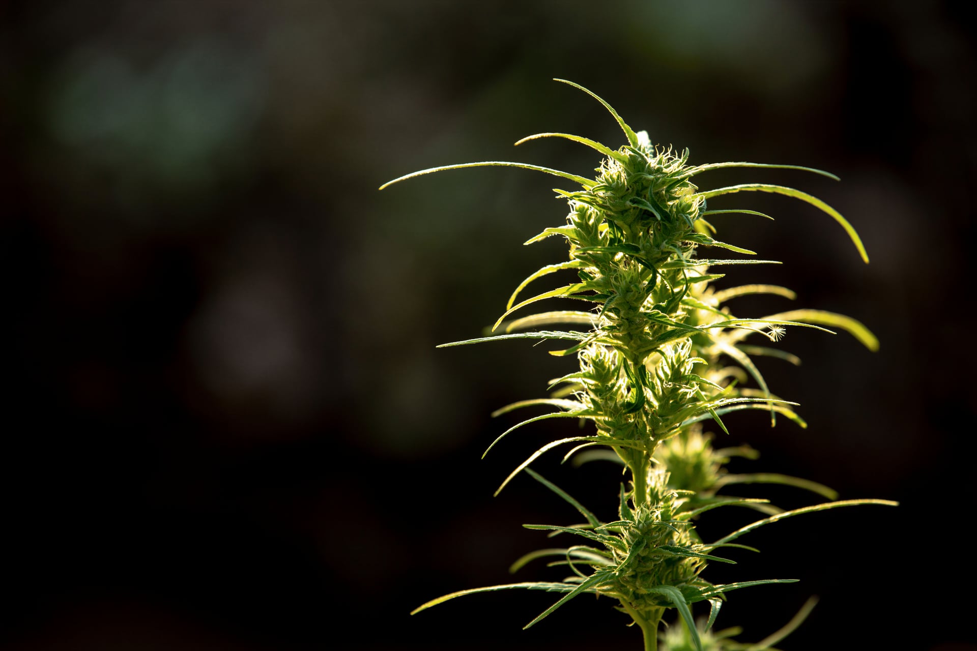 Lekker Leaf