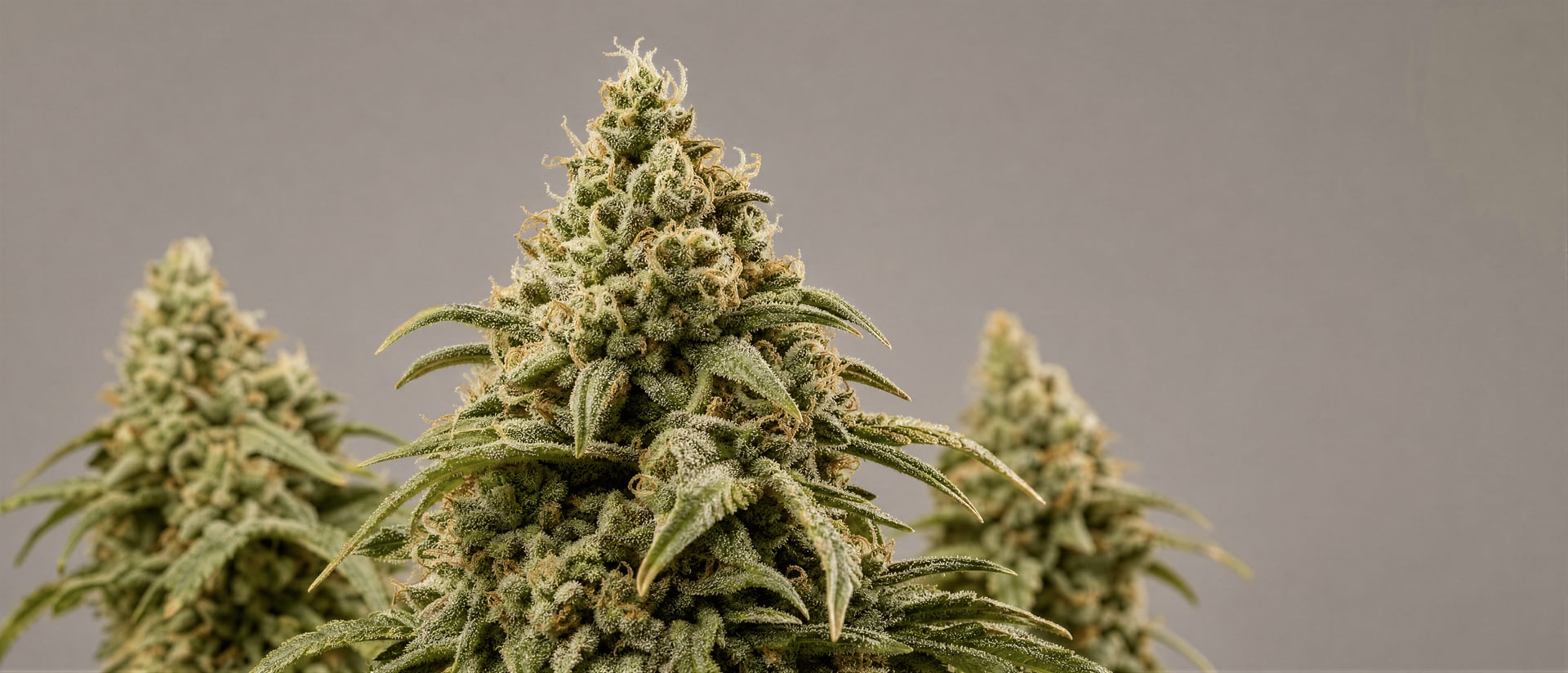 Terpinolene terpene: why labs often undercount it