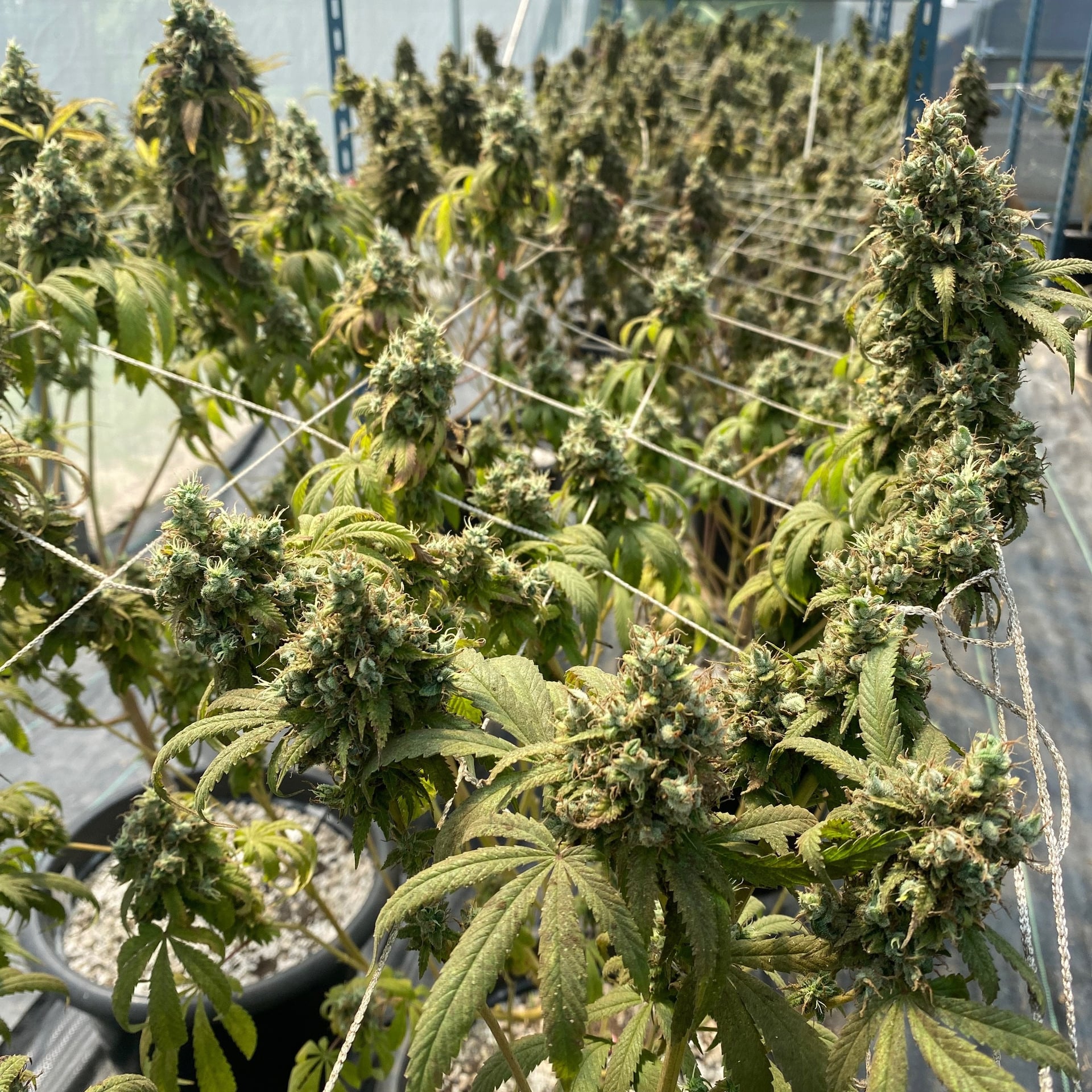 Lafayette Organic Weed & Cannabis Farm