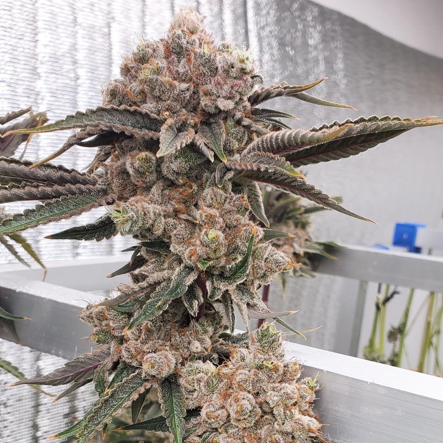 Vinaweed Horticulter