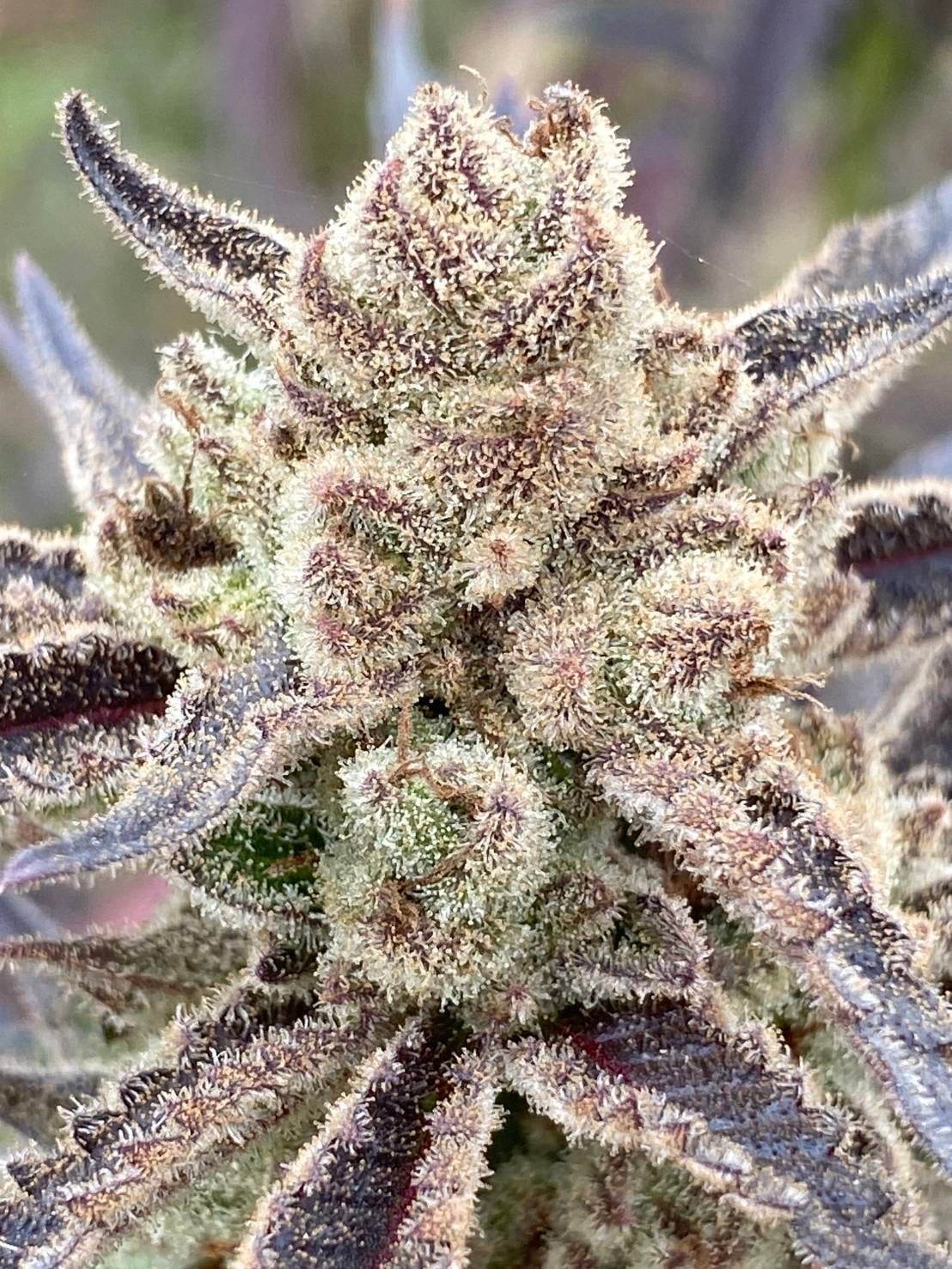 Ladybug Weed