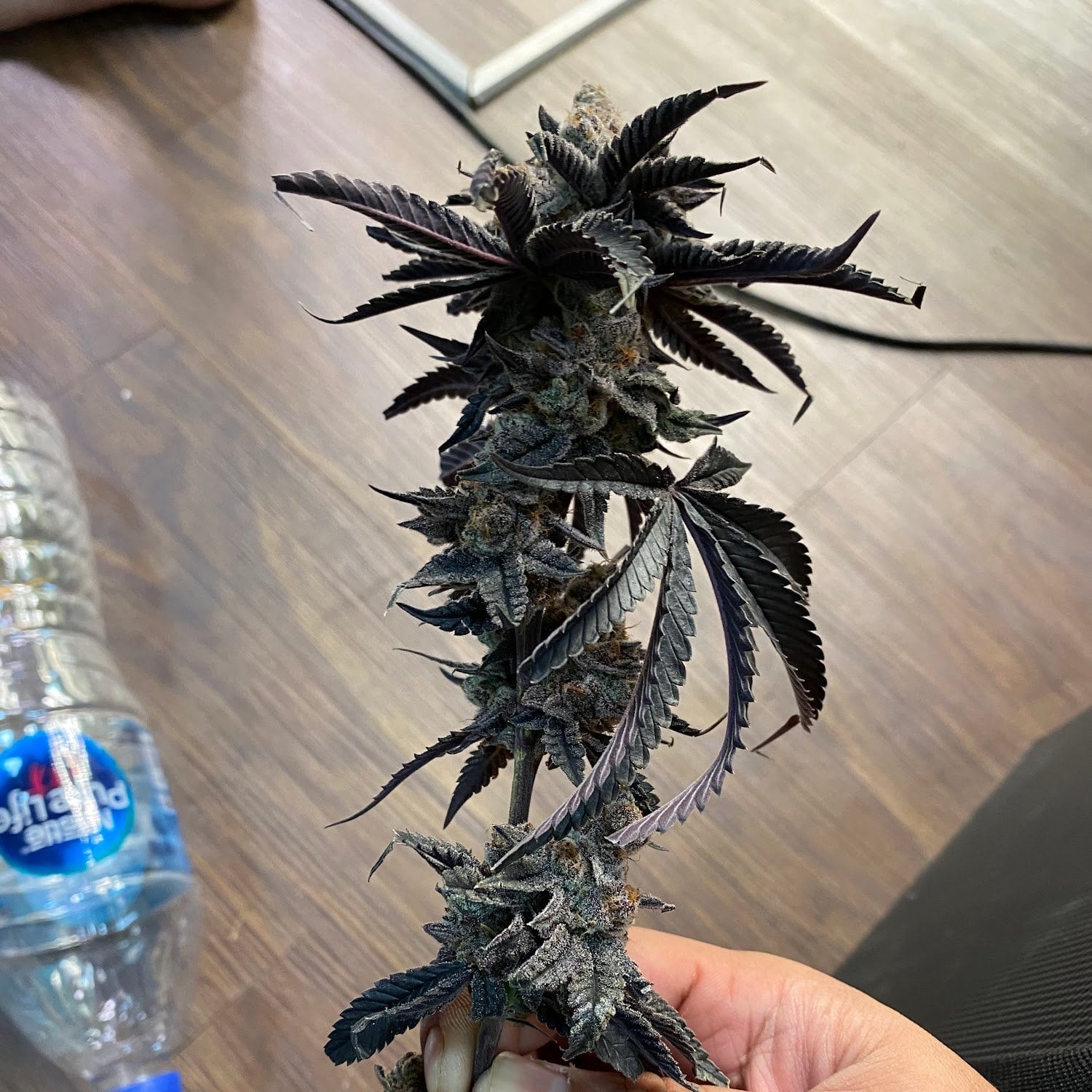 Weed Smith