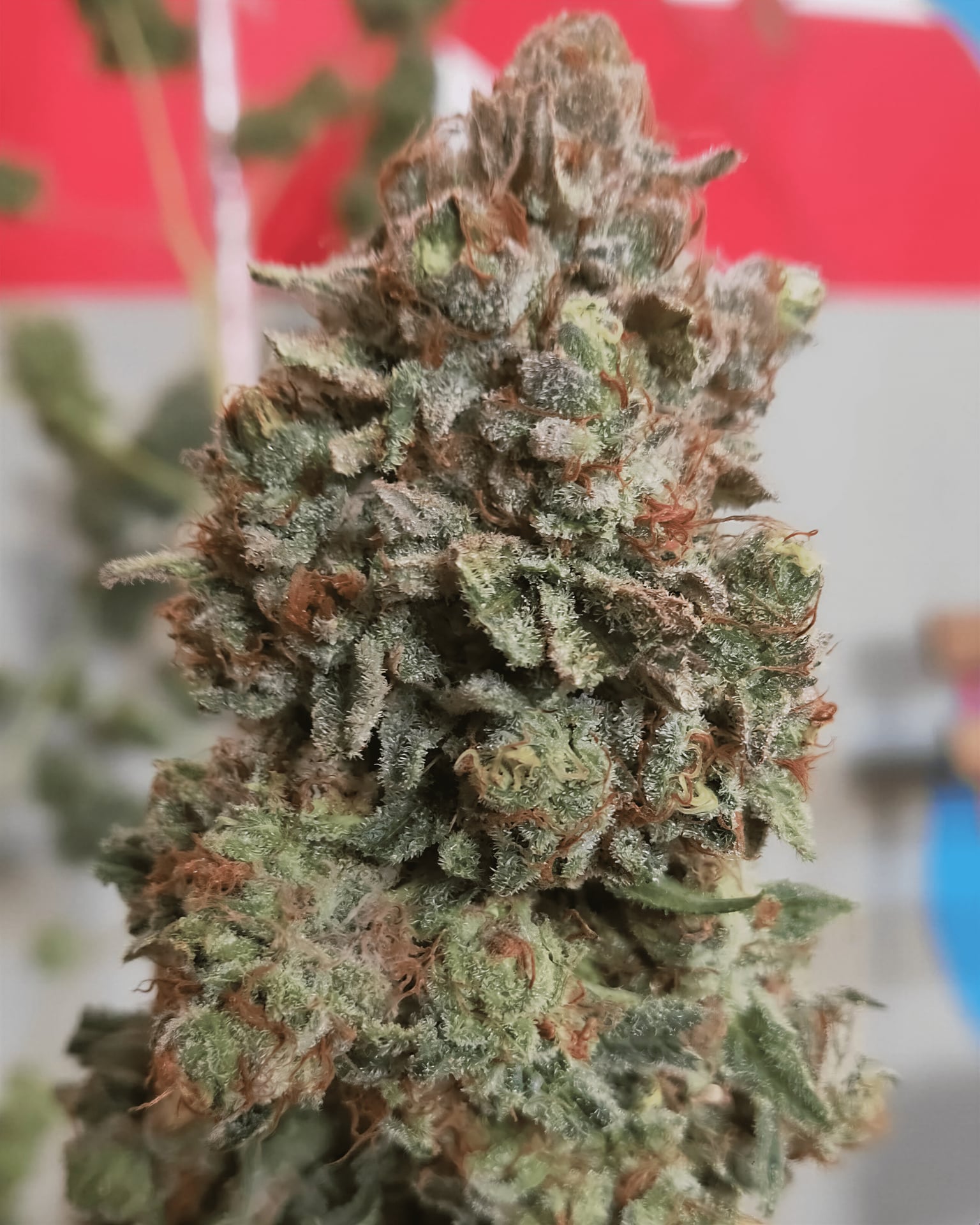 Mary Jane