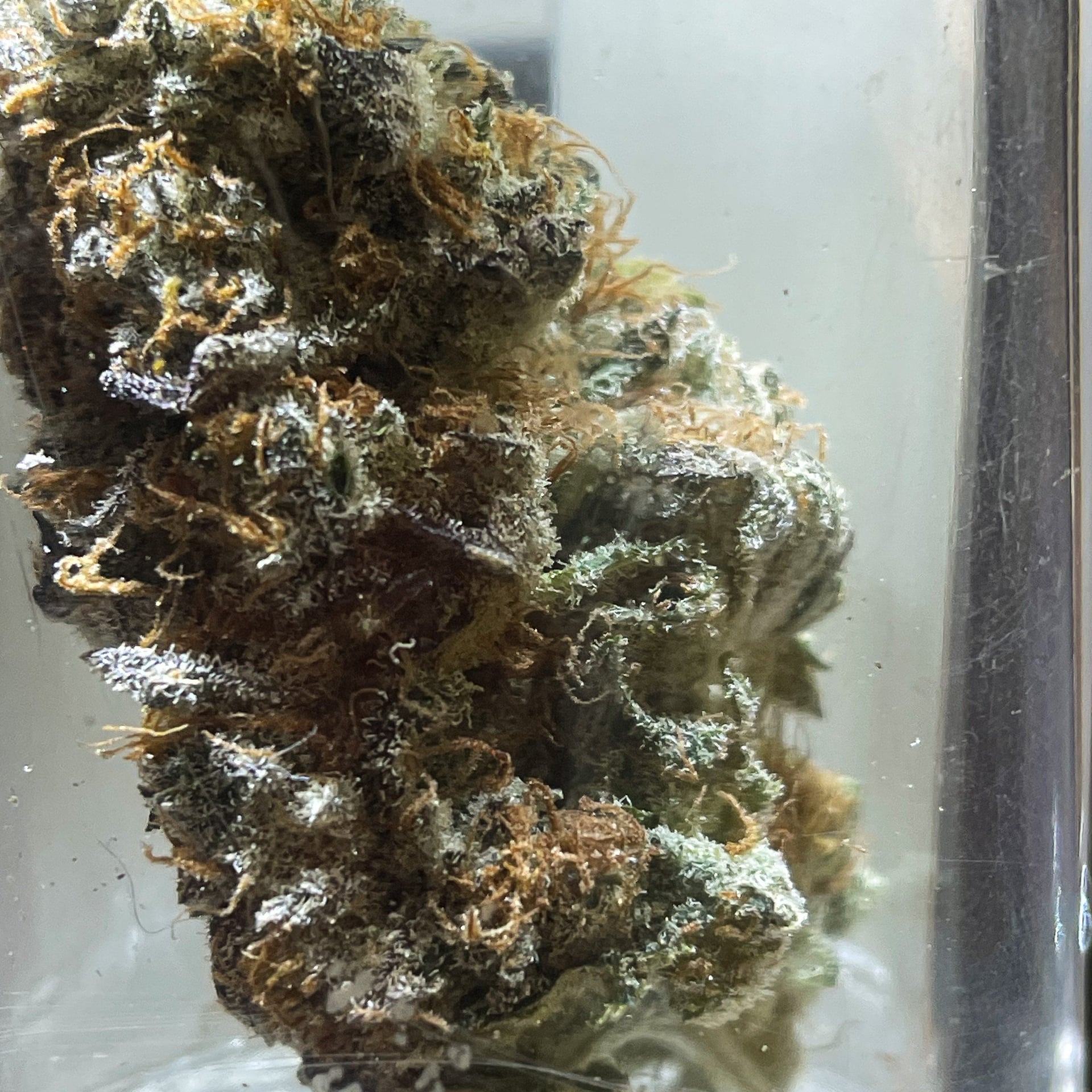 Kalashnikov Weeds Khao-Talo