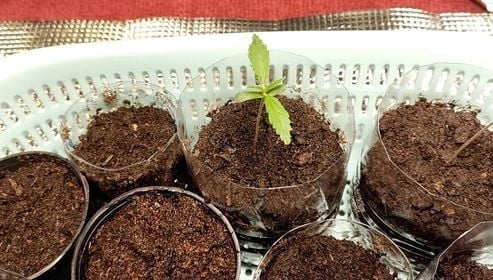 Ganja Fresh