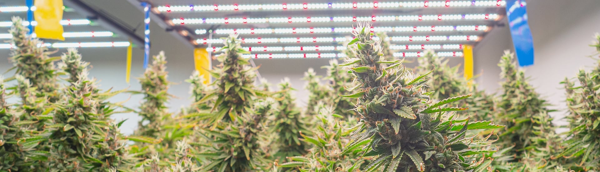 CannDeeBiz