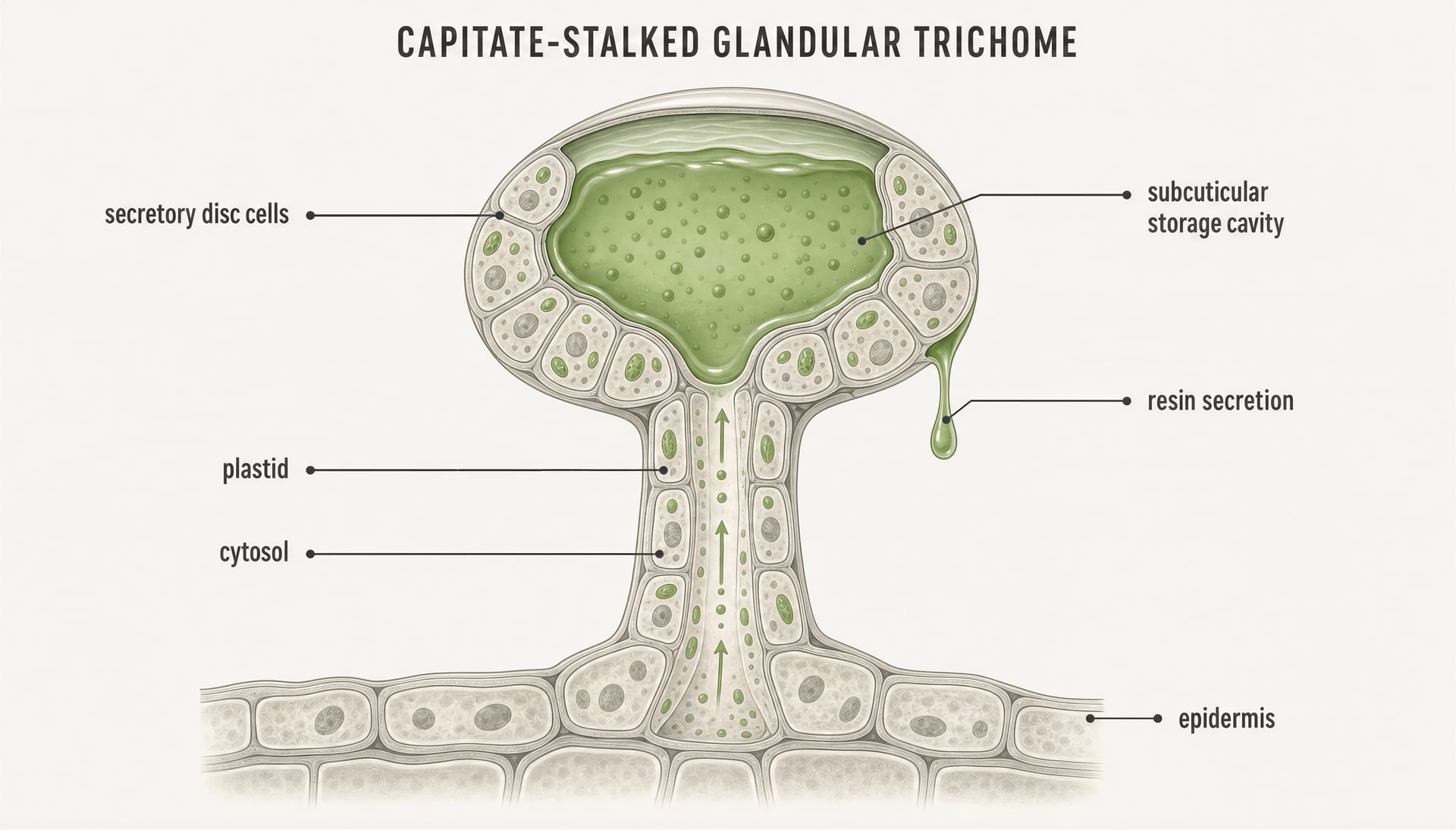 Diagram of a cannabis glandular trichome with labelled secretory cells, storage cavity, plastids, and cytosol.