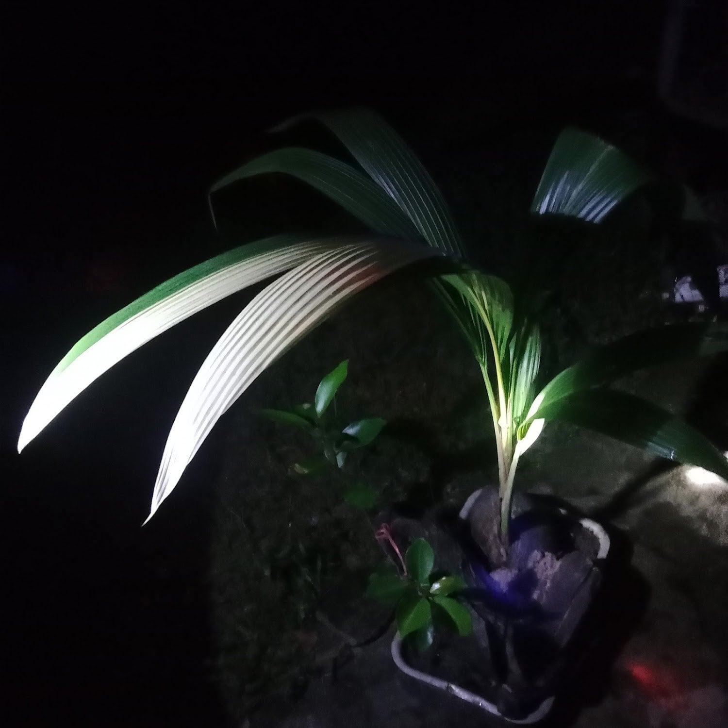 Cannabis Social Club CannabisShop Chumphon Cannabis logo