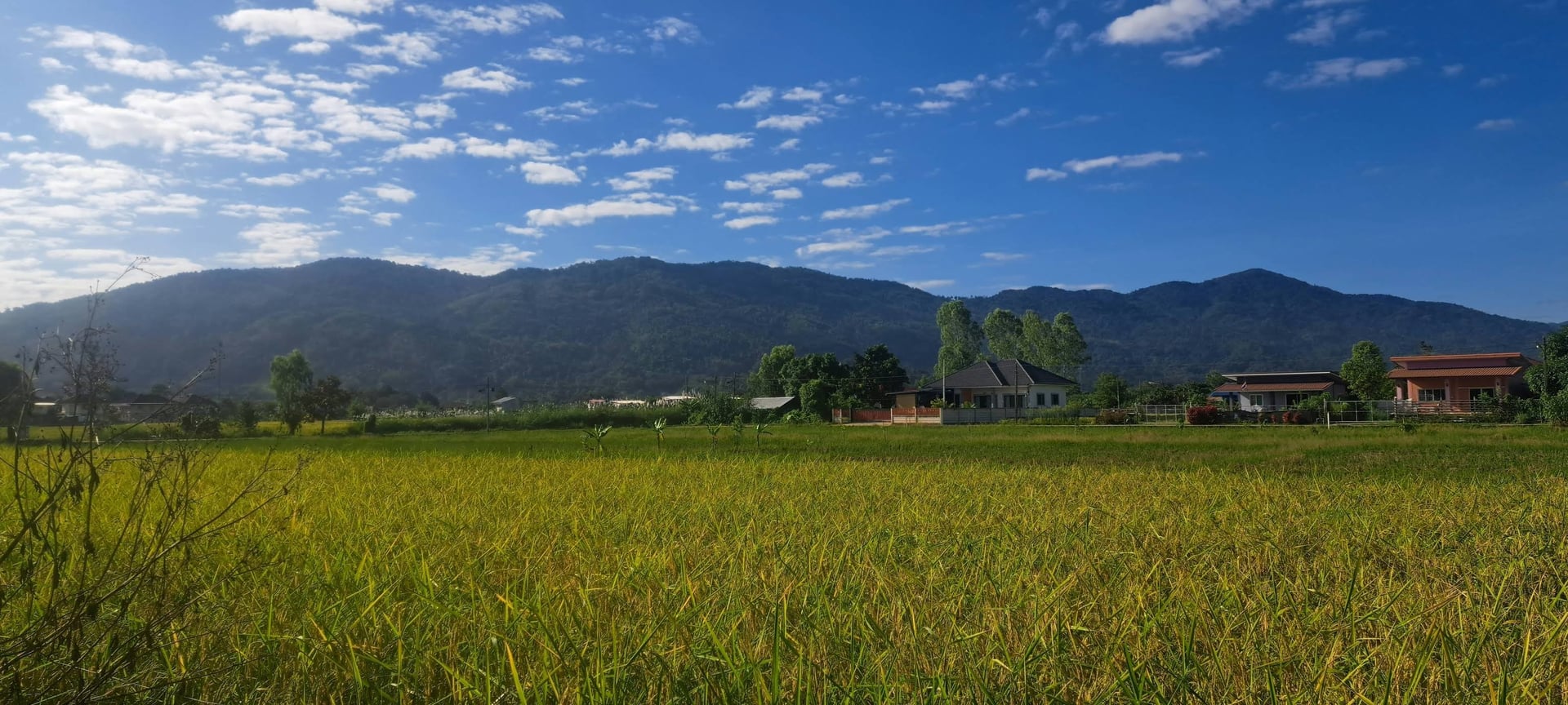 Herbal Garden Home: Cannabis And Kratom