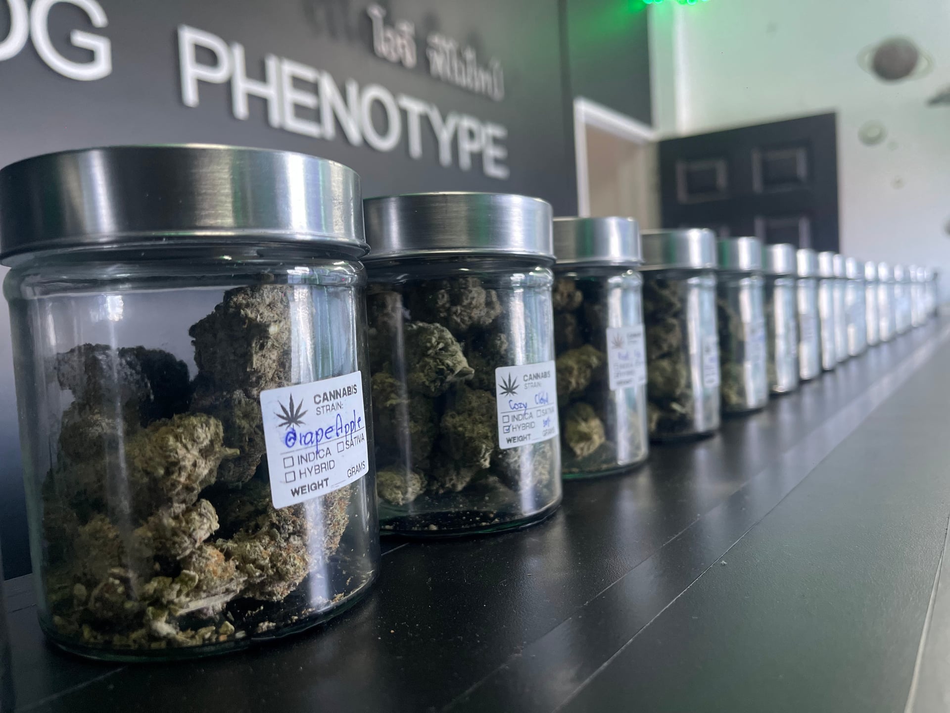 OG Phenotype By Kellerher