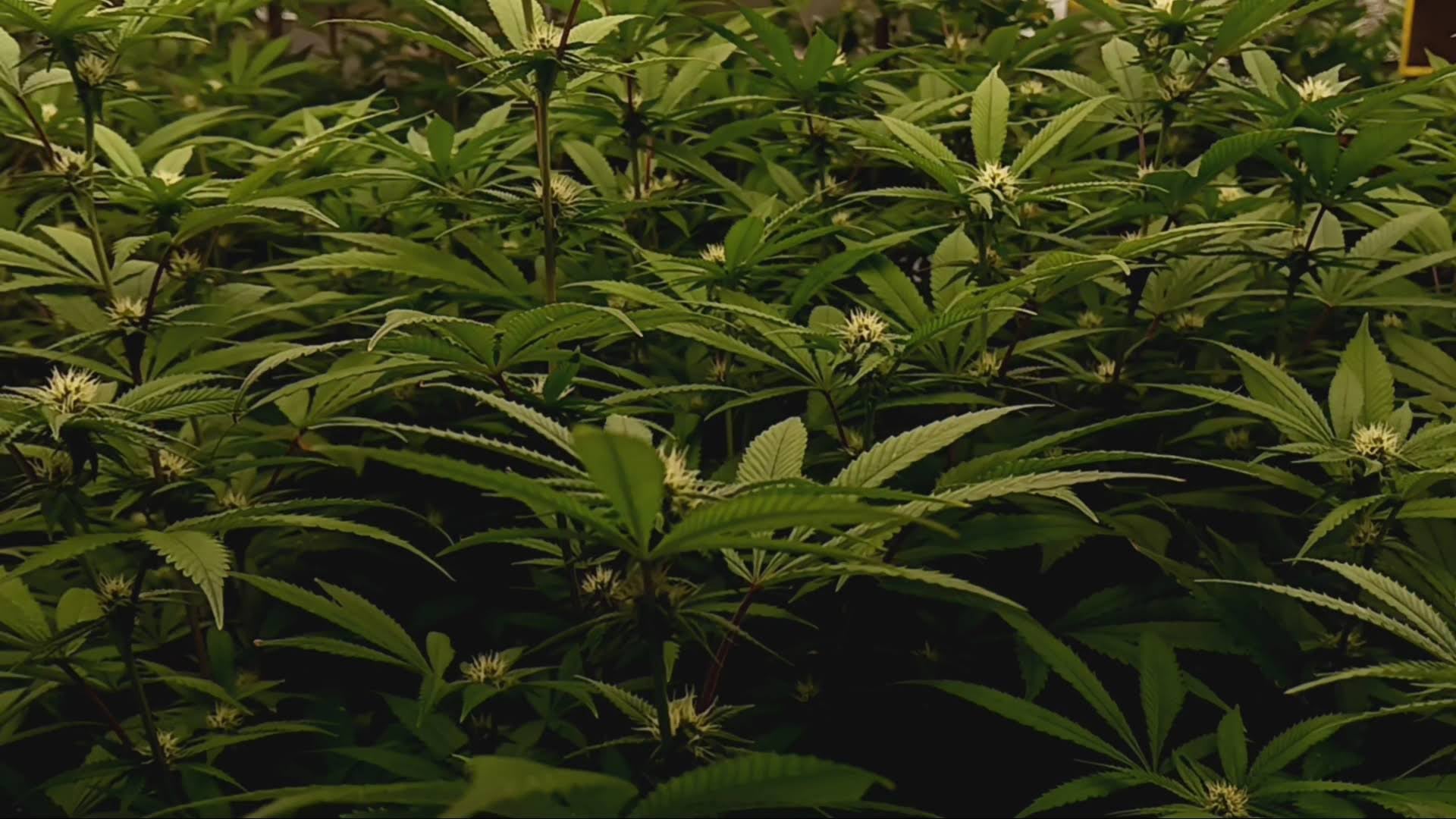 Mavoix Weed Field