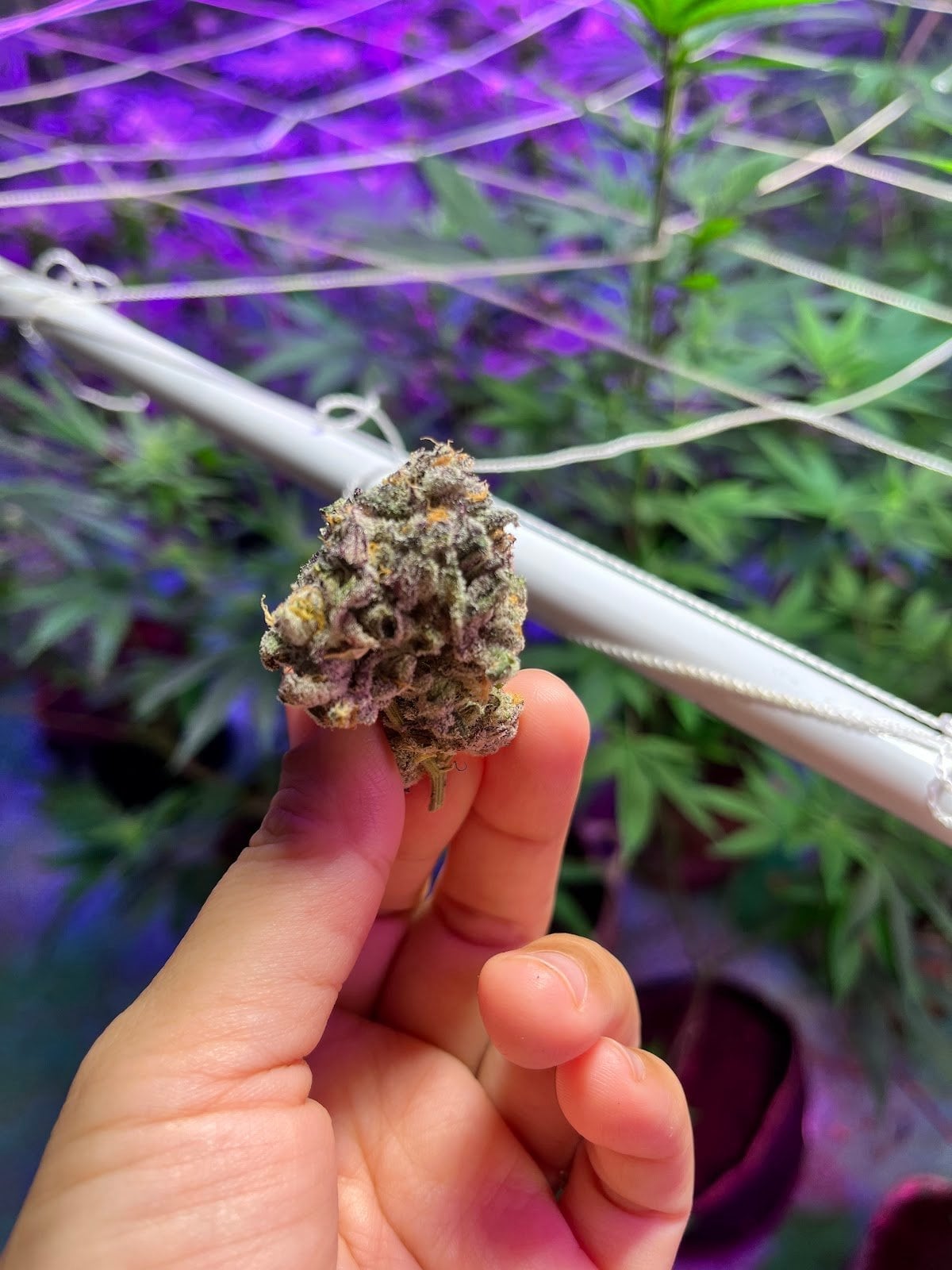 Sweet Leaf