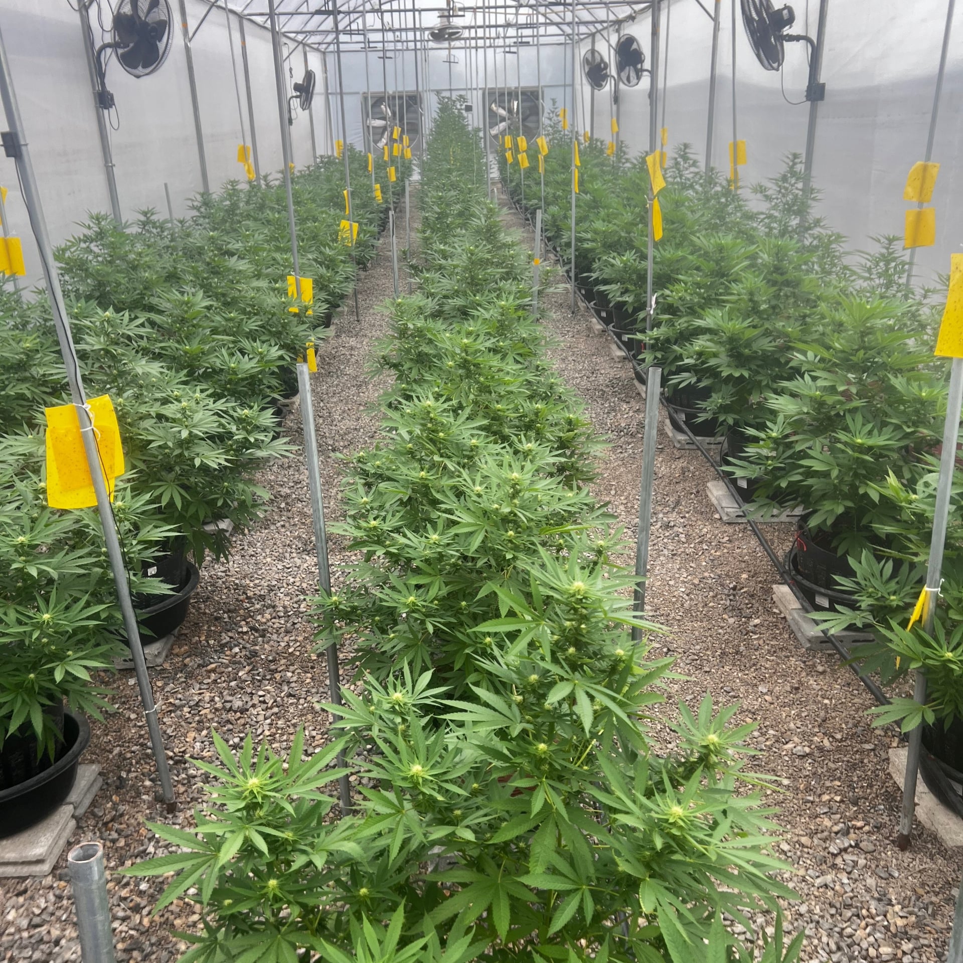 Global Partner Cannabis Farm