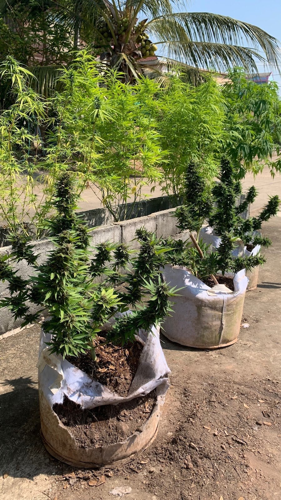 Nan Zone THC
