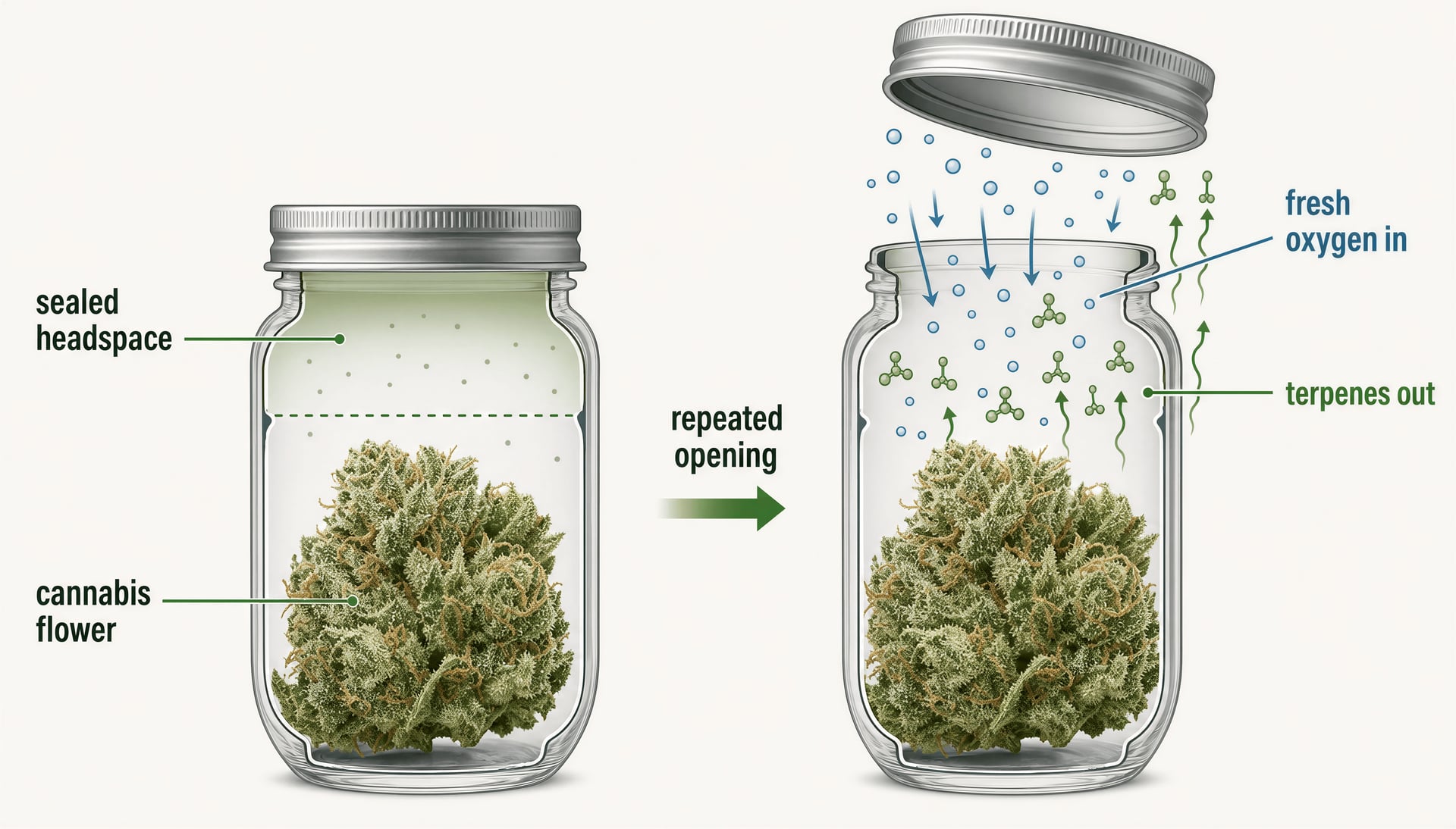Diagram showing oxygen entering a jar and terpenes escaping when cannabis flower is opened repeatedly.
