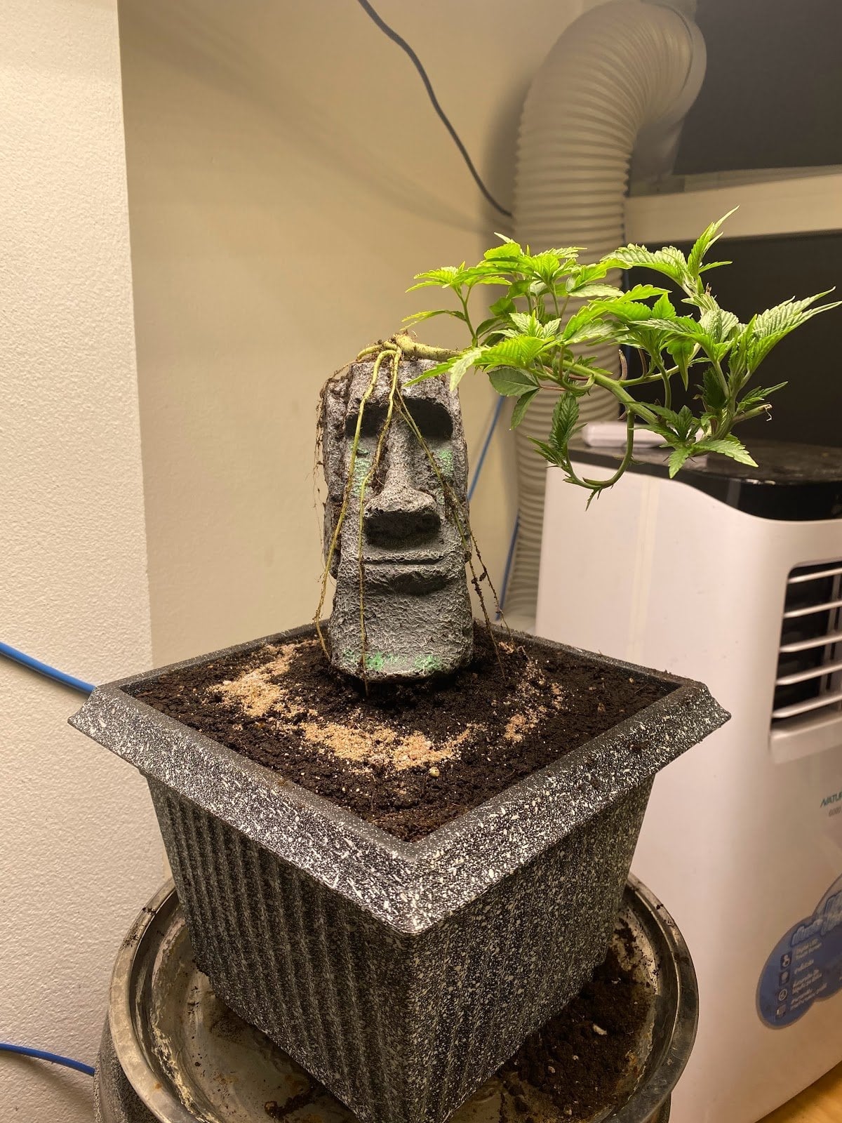Mega Stonebud