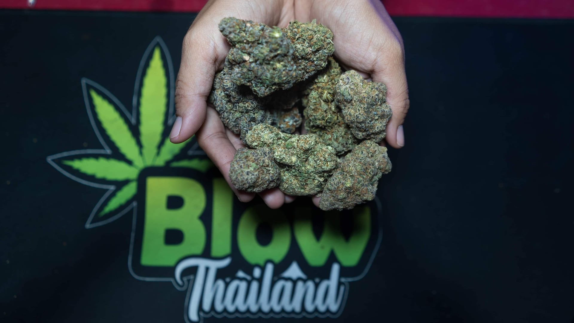 Blow Green Leaf: Premium Cannabis Coffeeshop Patong Phuket THAILANDE