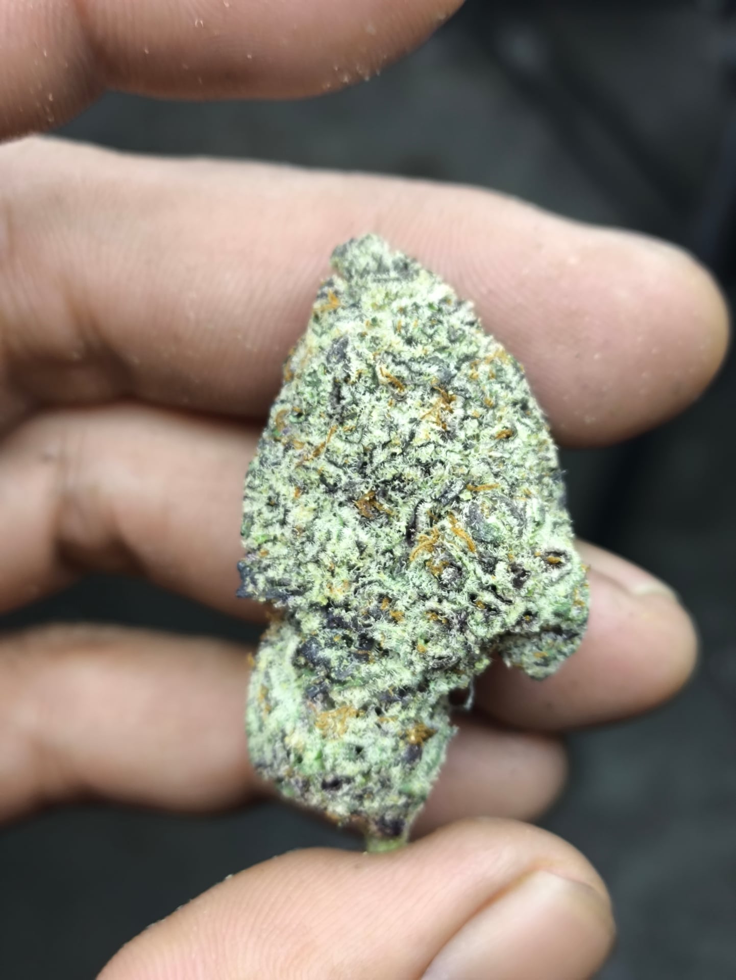 Zhuhook Weed